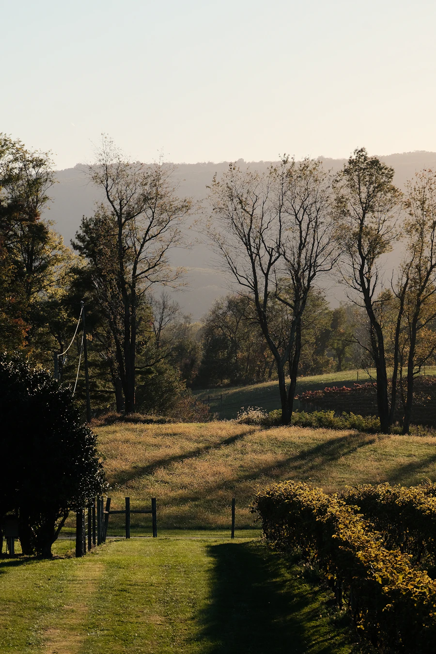 Rows of vines on golden hillside rolling landscape at sunset in Italian countryside