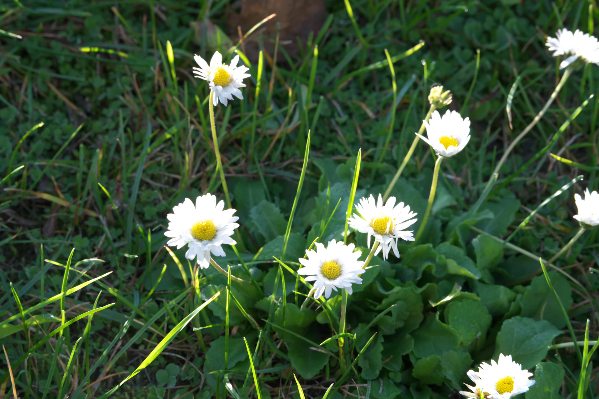 White daisies growing in green grass