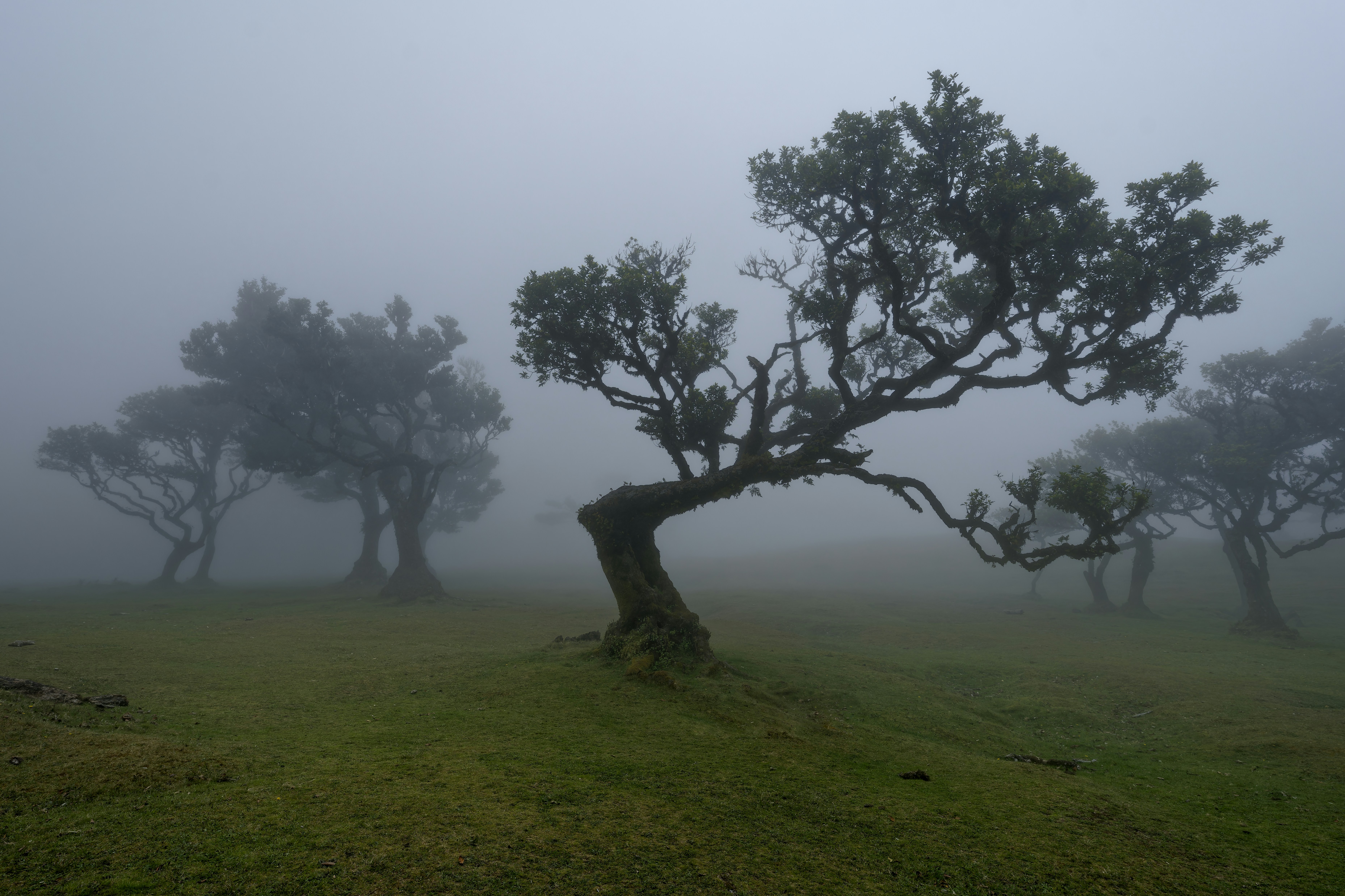 Gnarled trees stand in a foggy, green landscape.