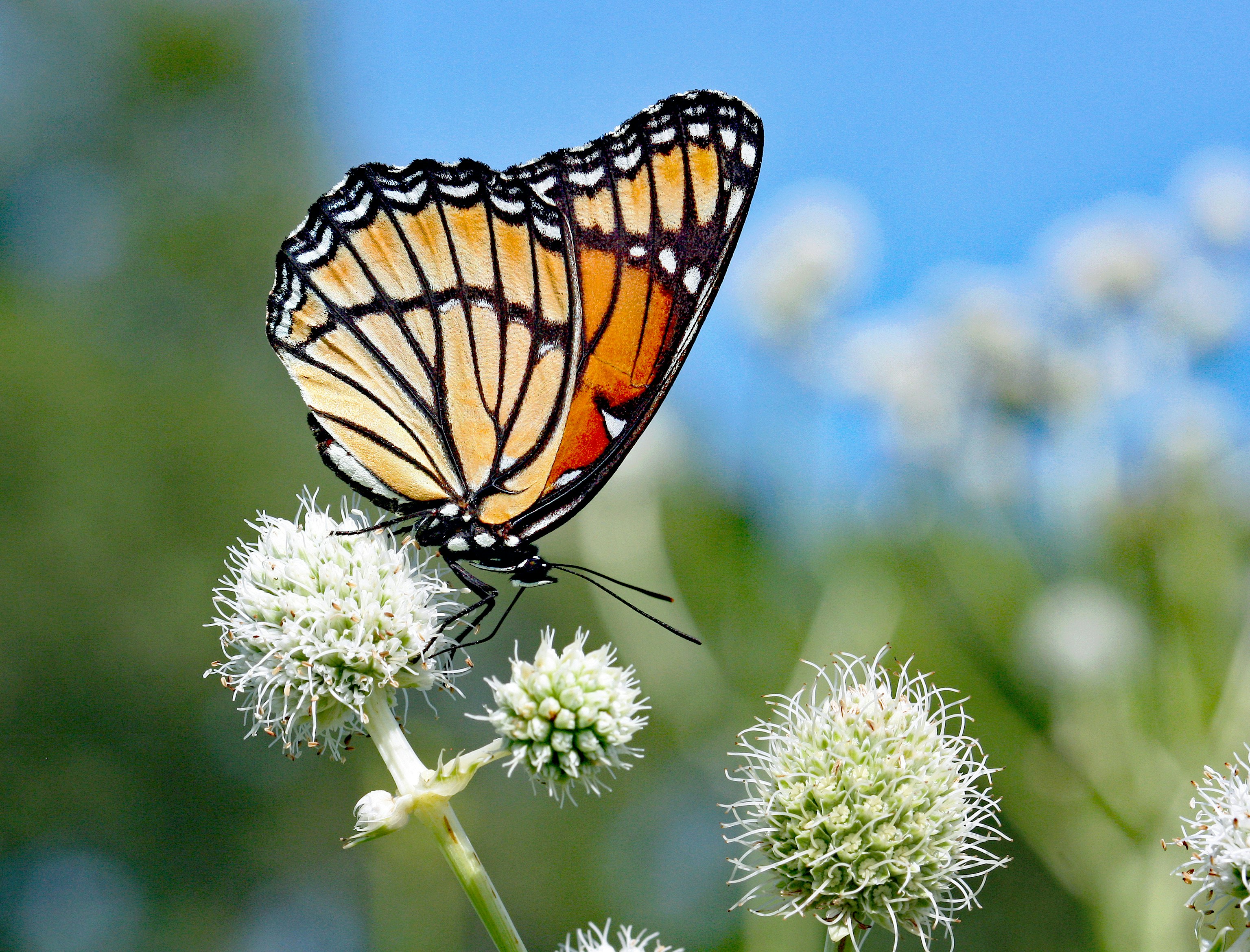 Photo by telliottmbamsc