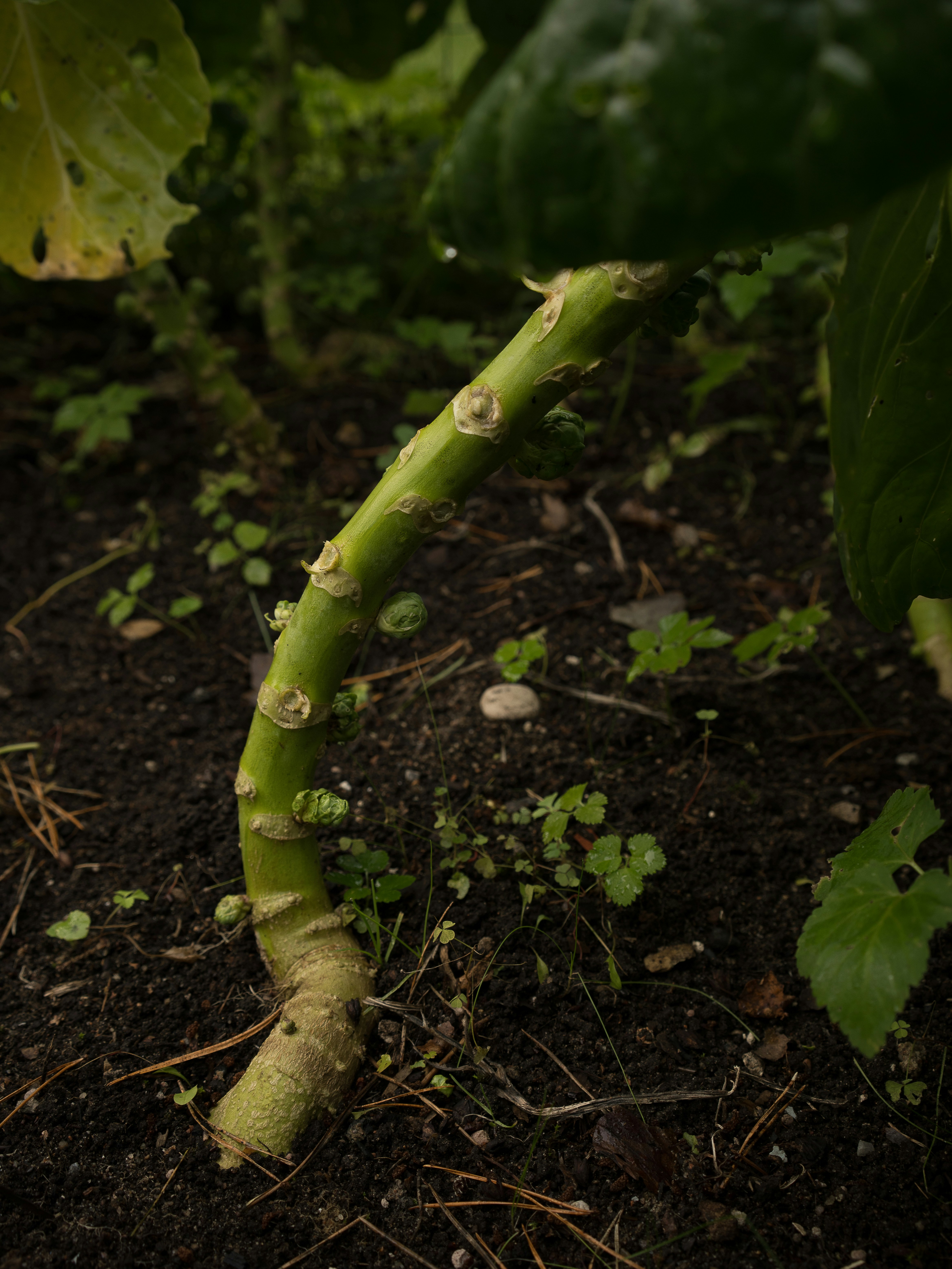 Are Brussel Sprouts Cabbage? Unpacking the Cruciferous Family Tree