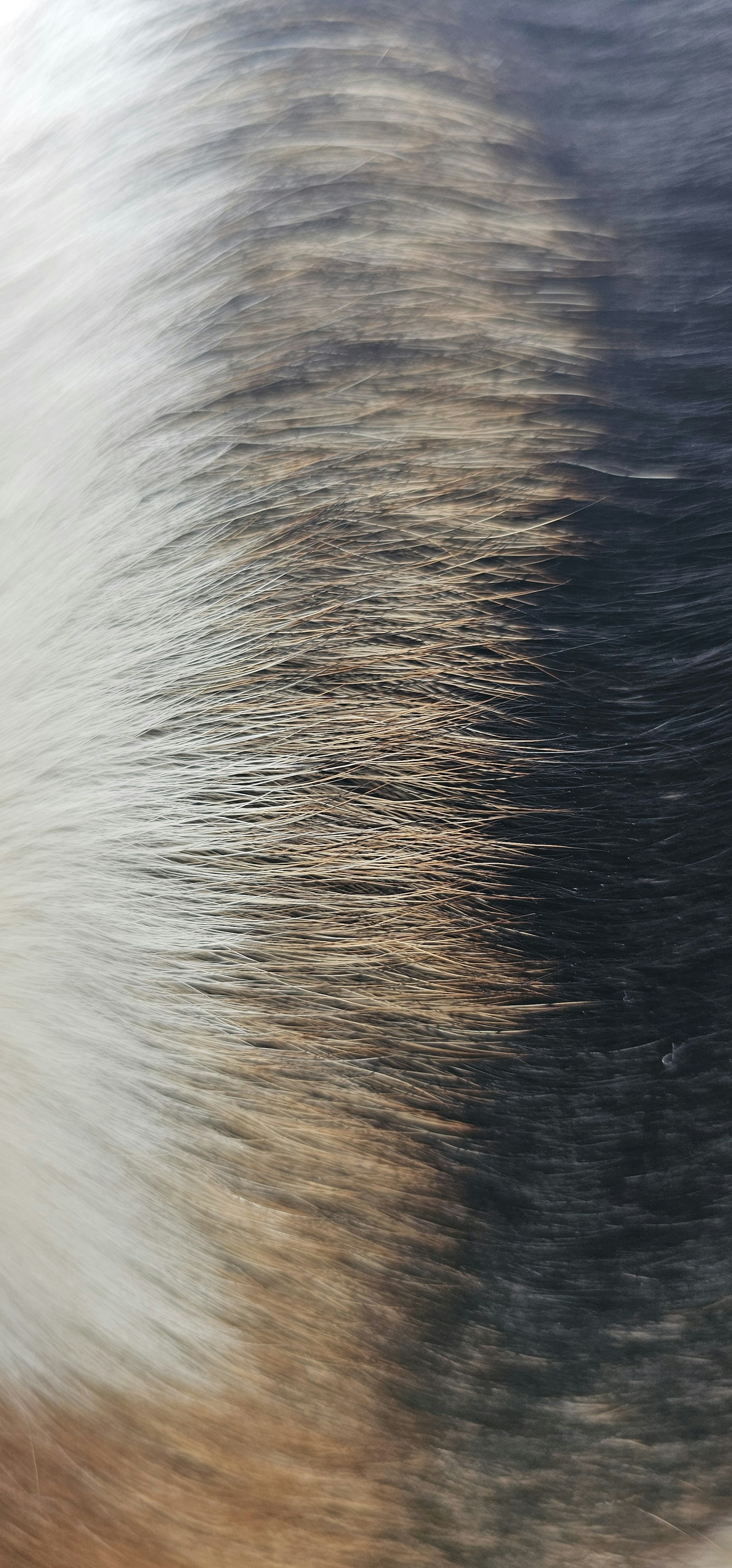 Close-up of tri-colored animal fur texture.