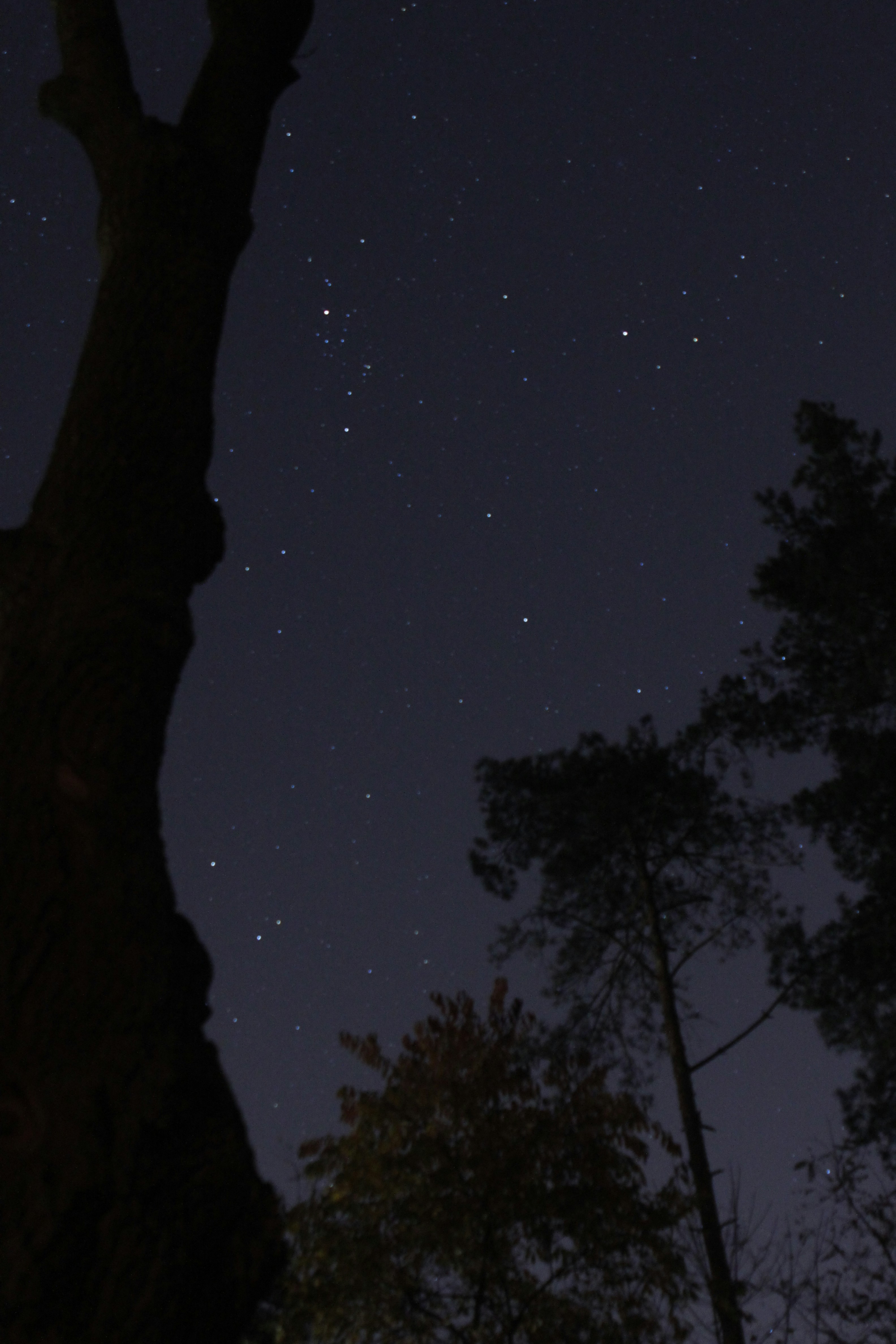 フクロウに会える！野鳥観察会