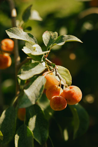 Orchard with fruit trees