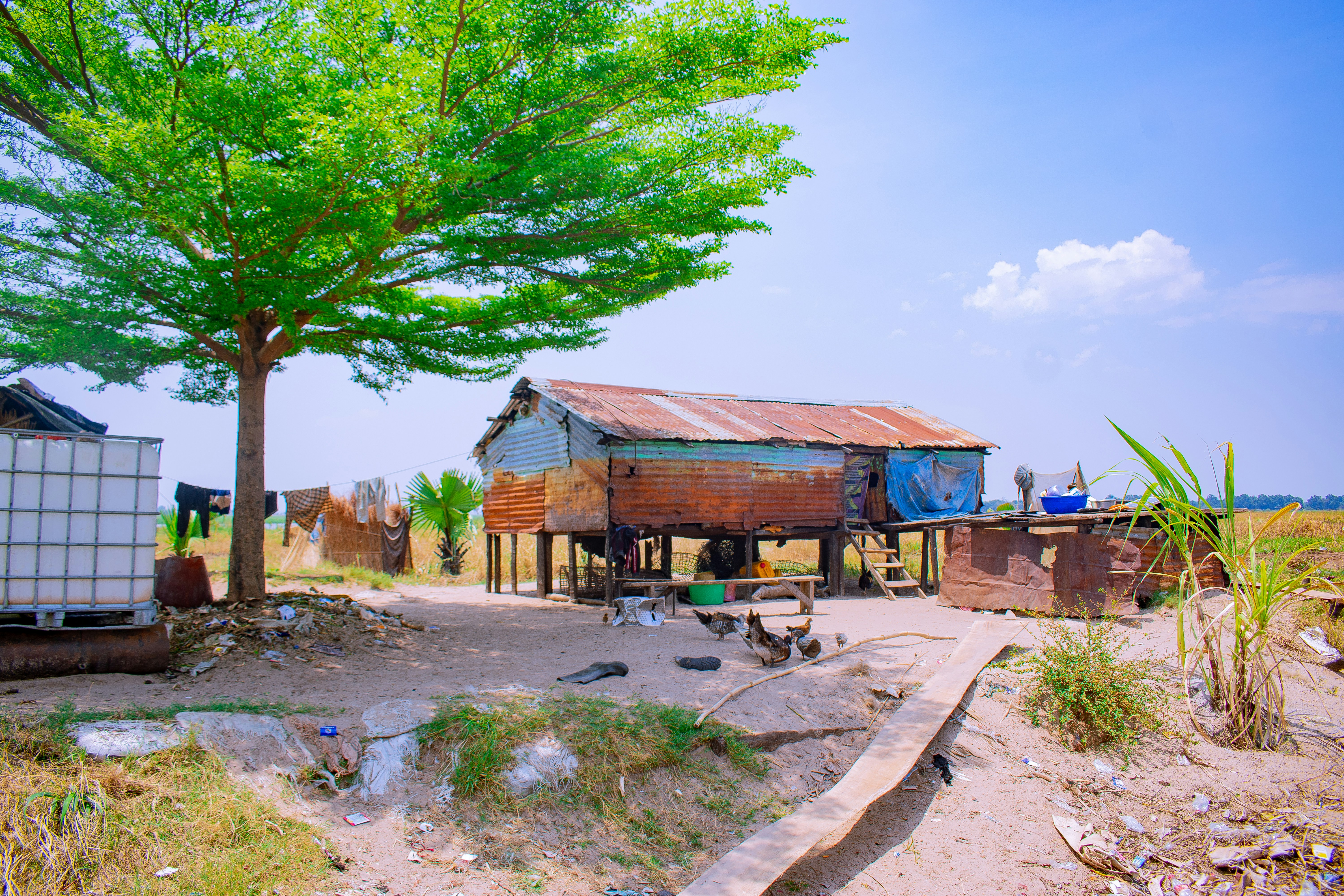 Rustic stilt house under a large tree in sunny weather.