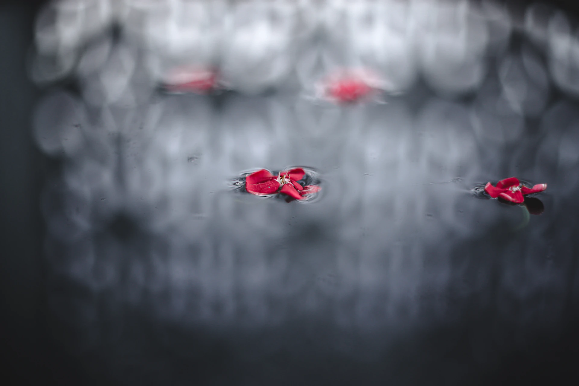 Red flowers floating on dark water