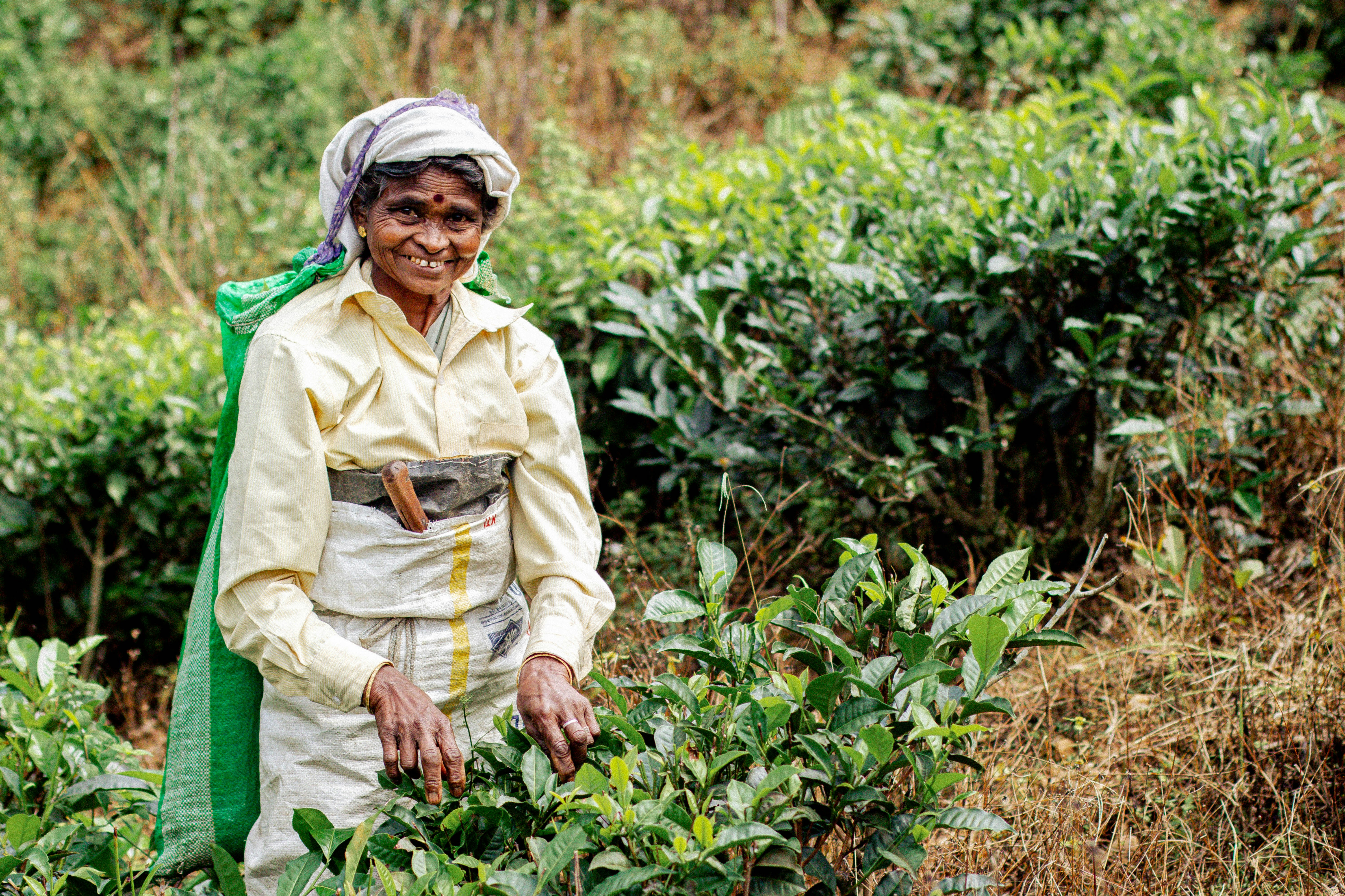 Woman working in a tea plantation