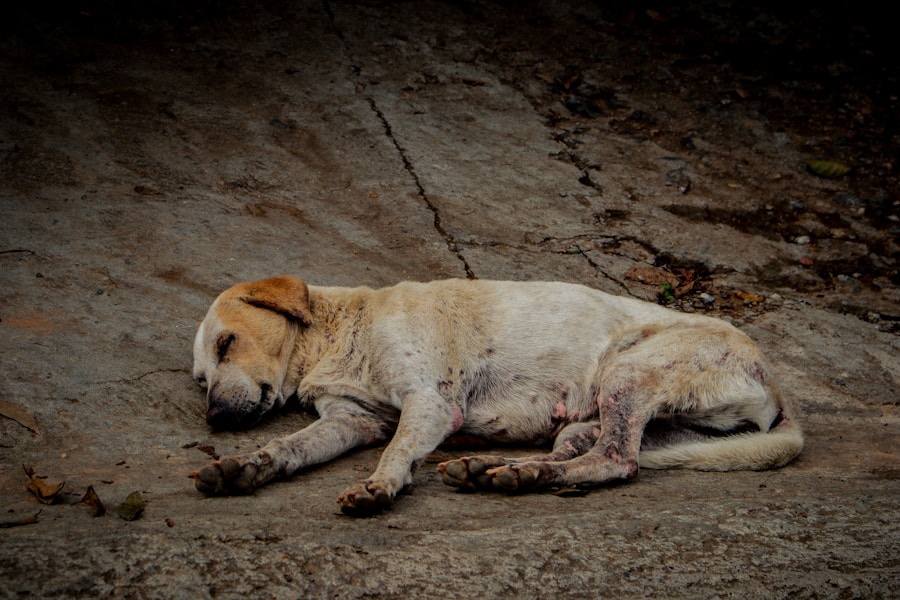 Mange in Dogs: Types, Symptoms, Treatment and Is It Contagious?