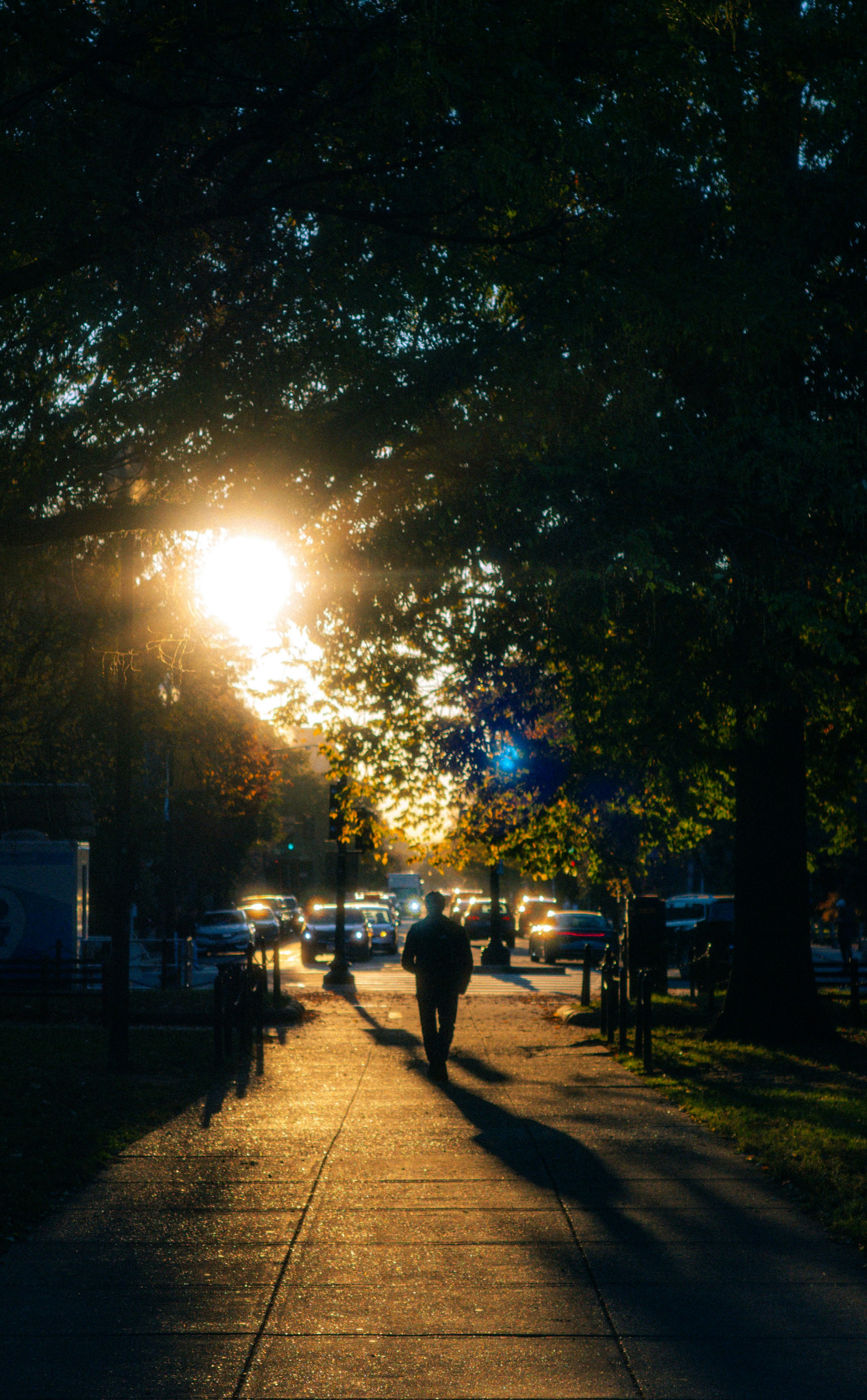Man walks down sunlit sidewalk with trees overhead
