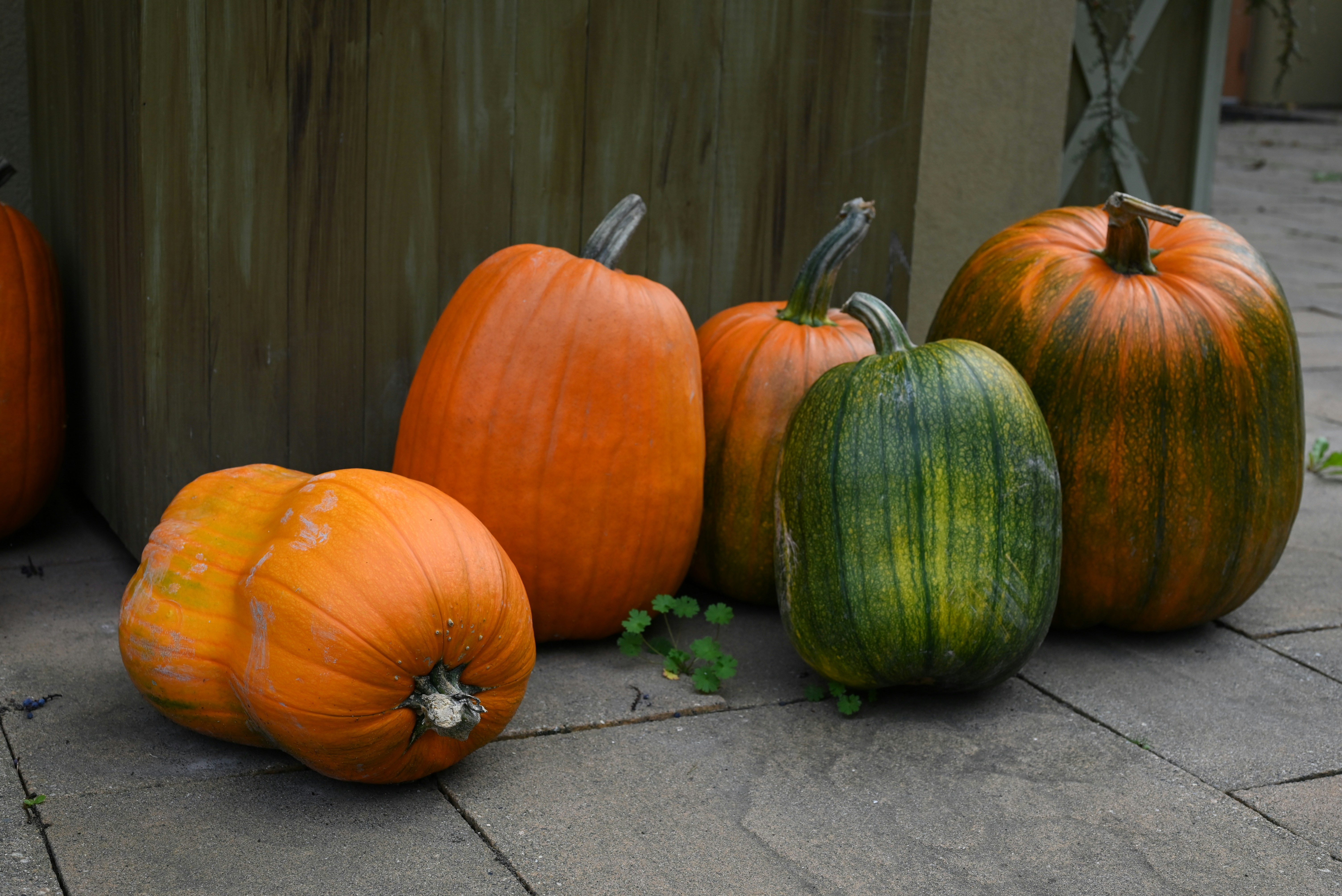 Several pumpkins of various colors and sizes on stone