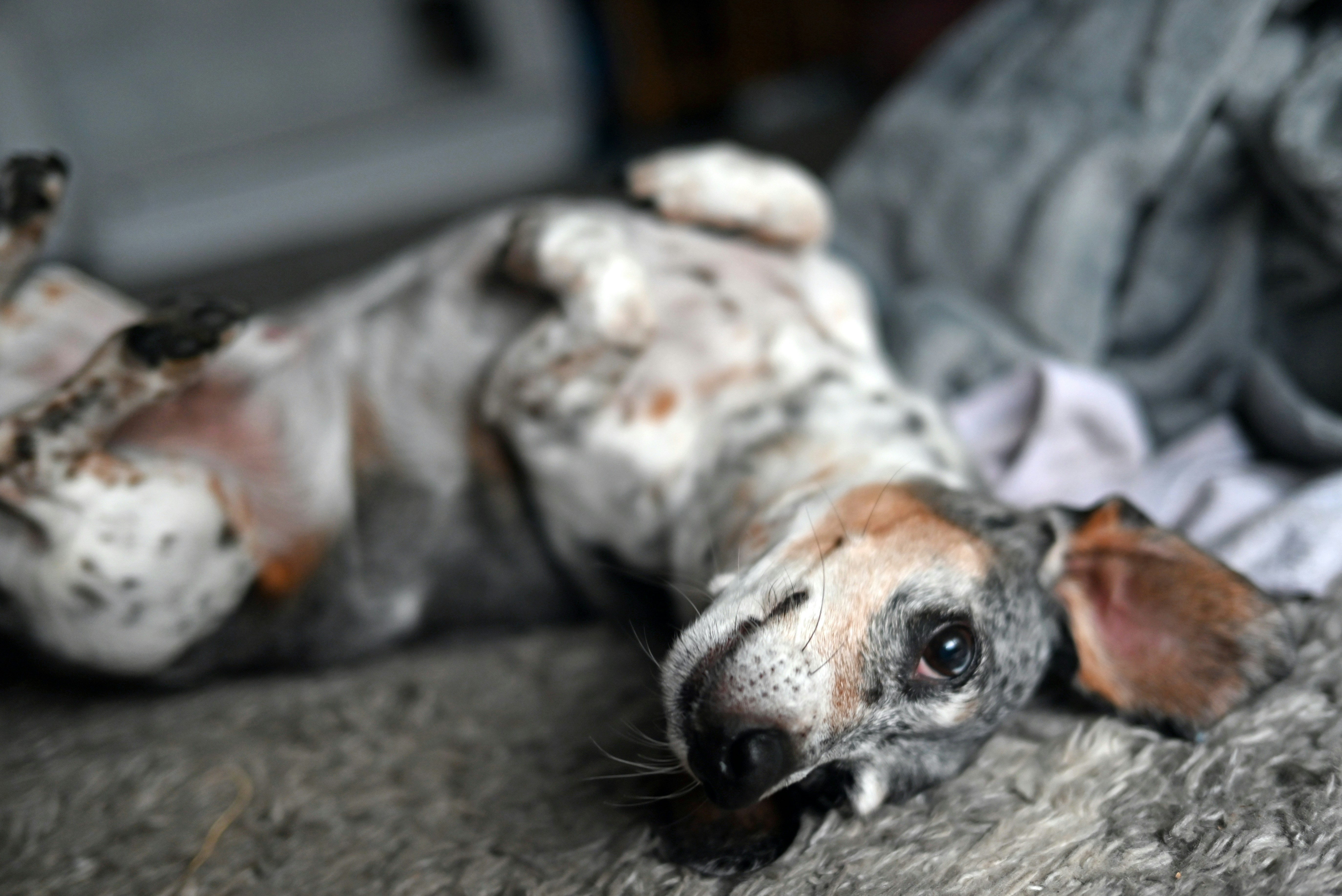 A dog lies on its back on a fuzzy surface.