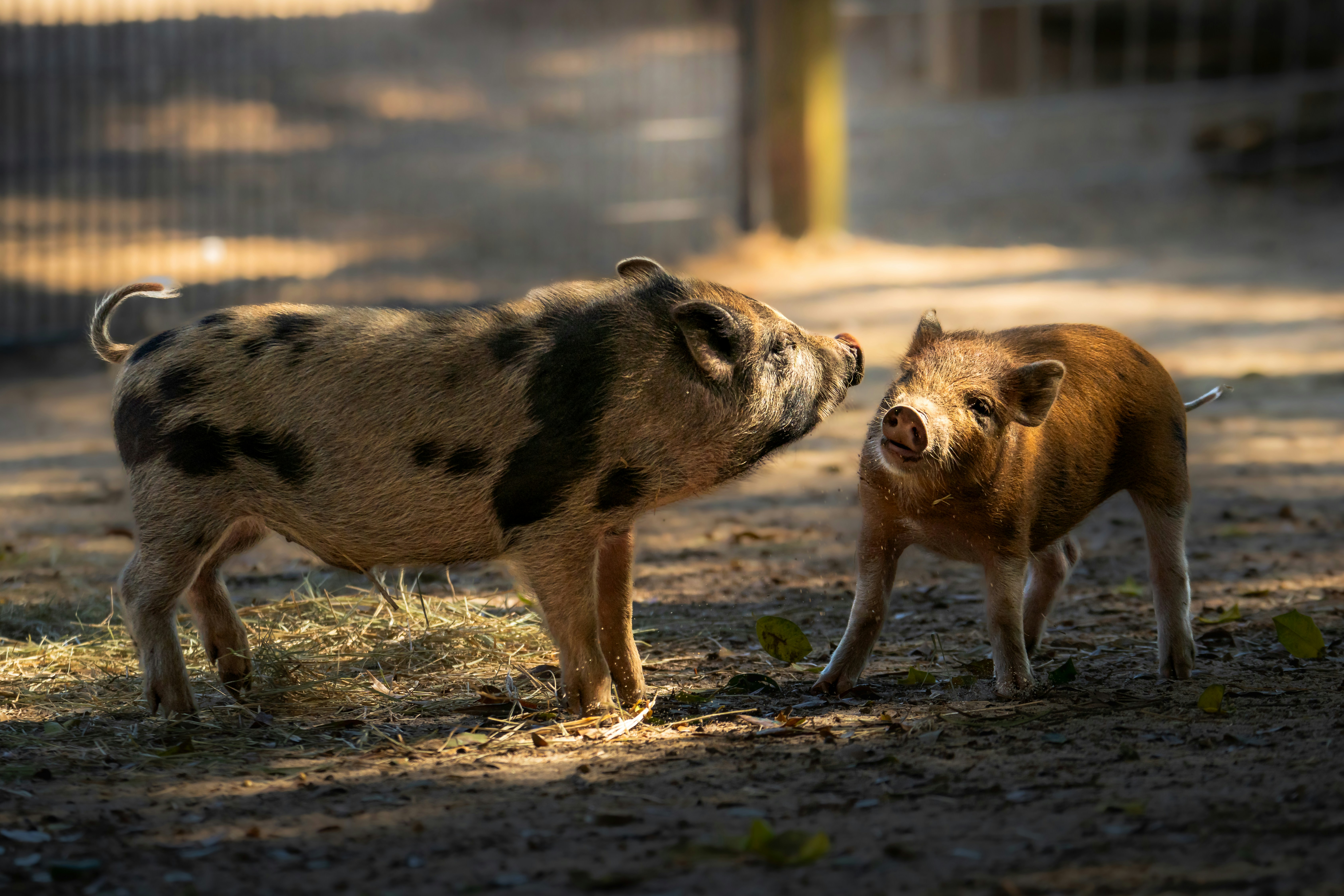 Two pigs stand in a dirt enclosure.