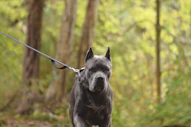 A grey dog on a leash walks in a forest.