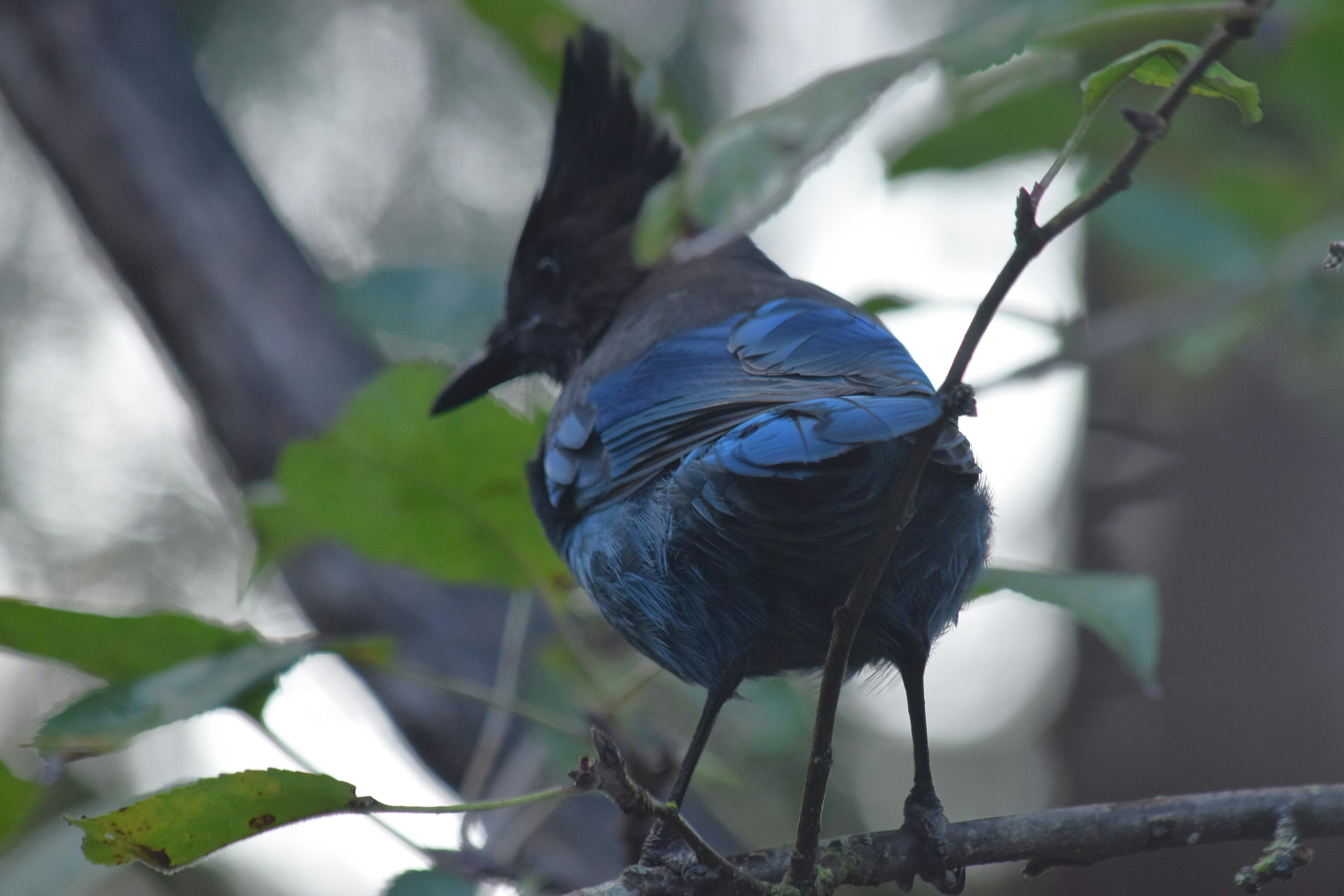 A blue bird perched on a tree branch.