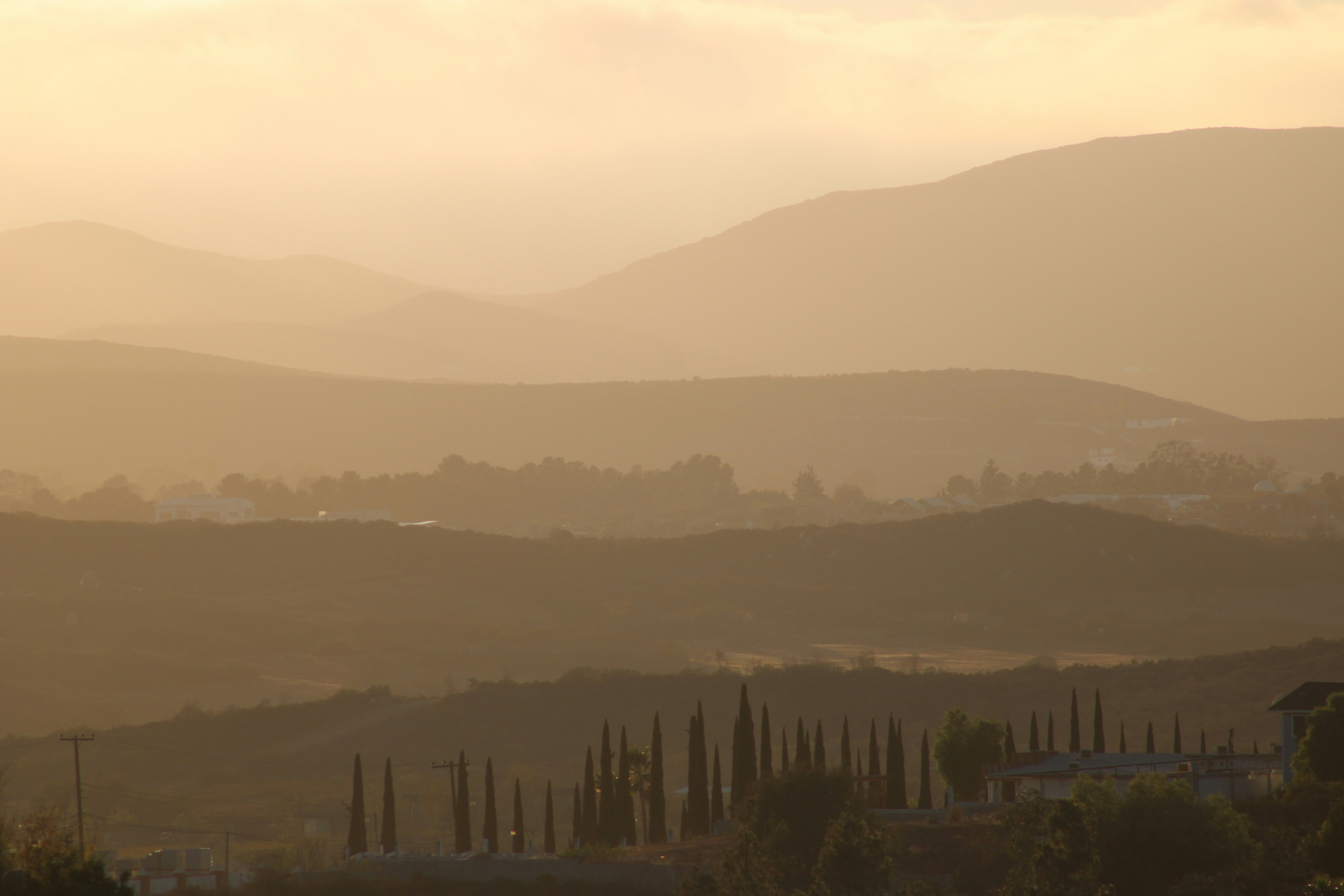 Golden hills and cypress trees at sunset