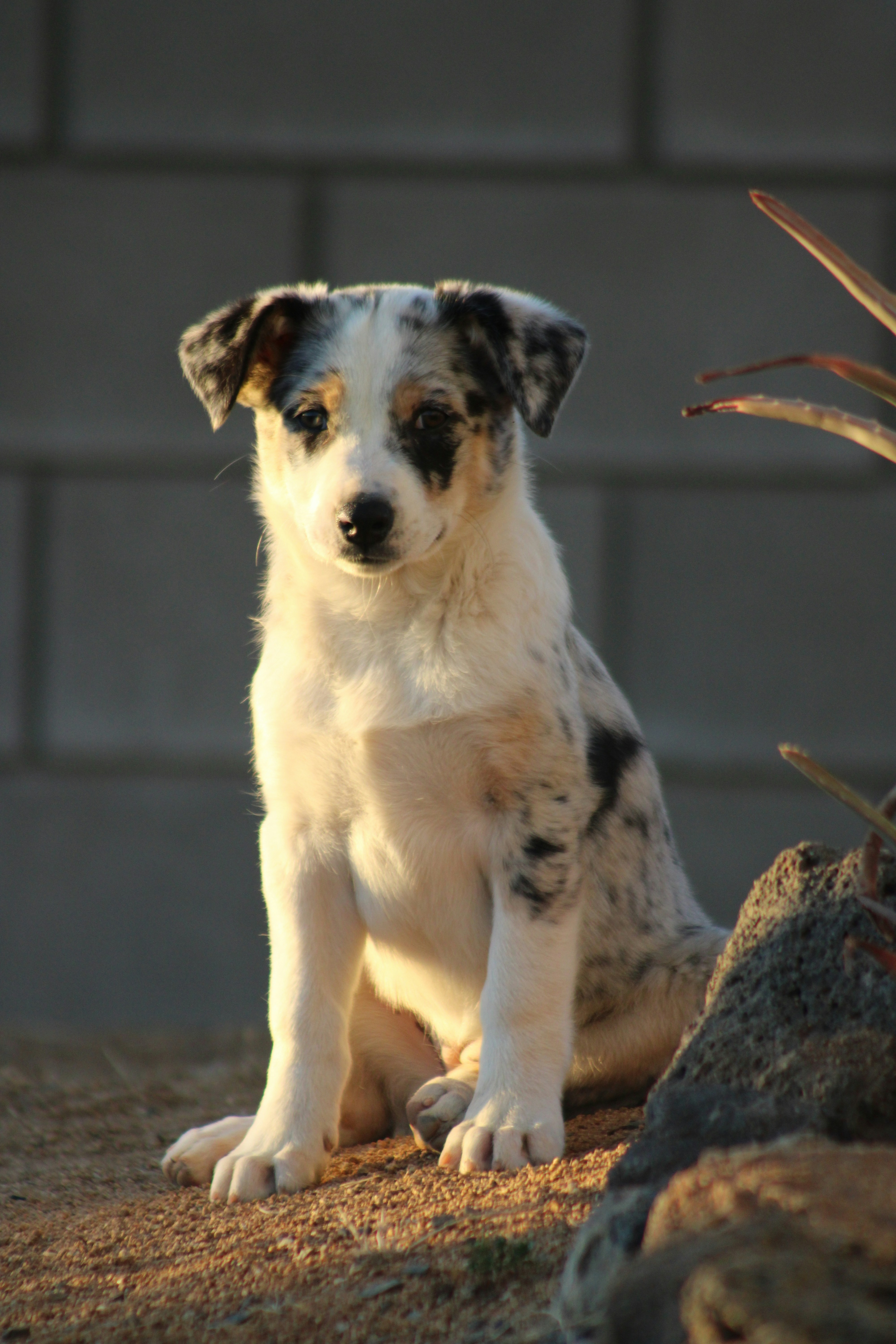 A cute puppy sits outdoors in the sunlight.
