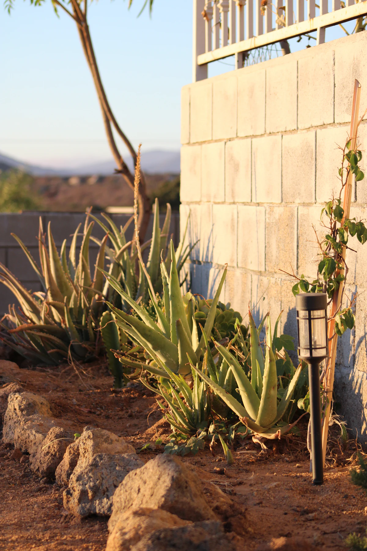 Low desert plants and aloes grow in gravel and bare earth right up against a block wall, low sun raking across them.