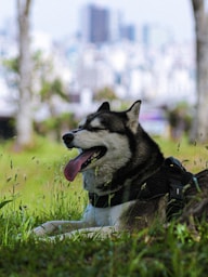 Husky dog resting in green grass with city background