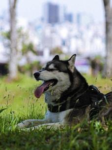 Husky dog resting in green grass with city background