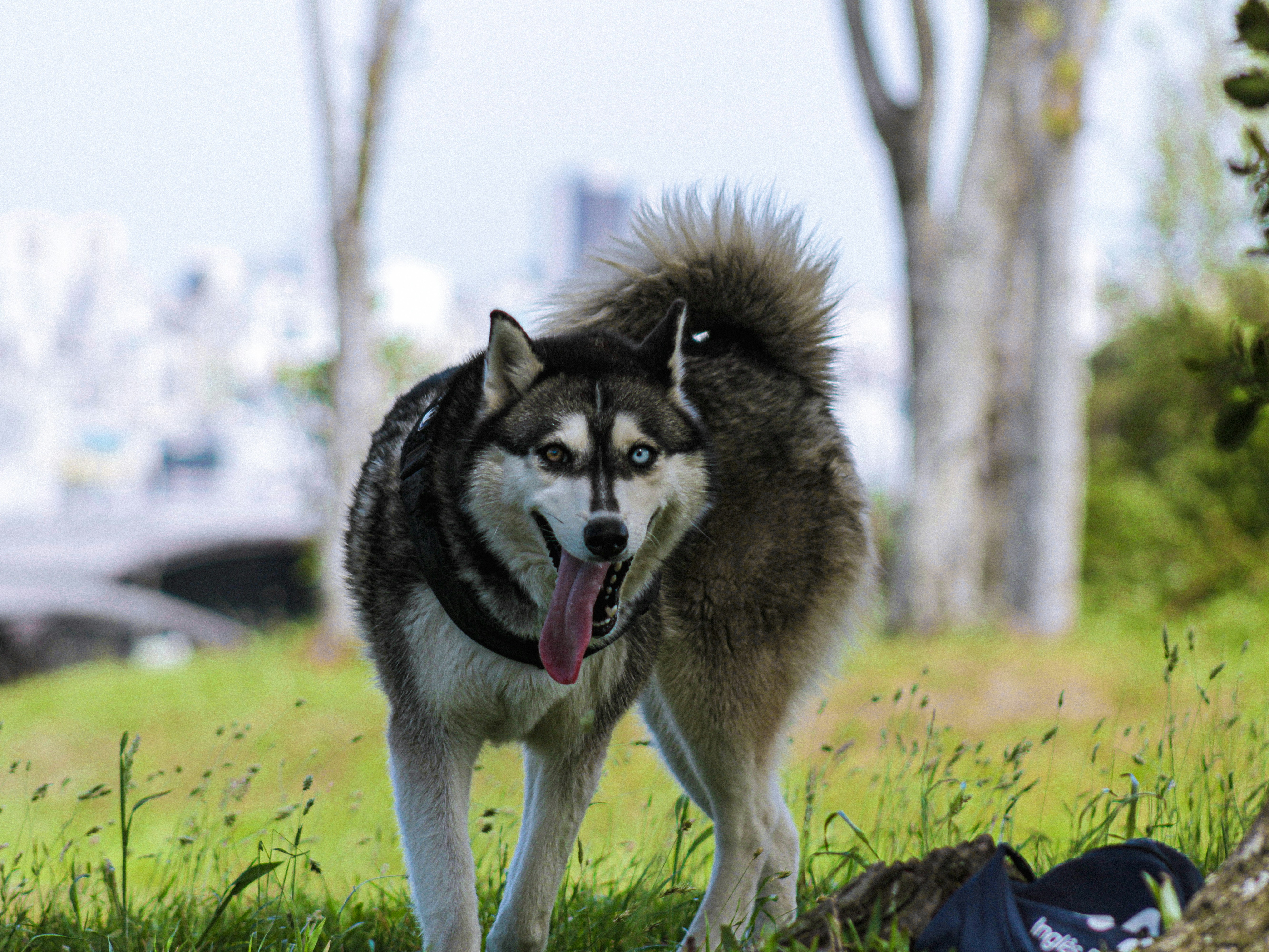 A husky dog with blue eyes panting outdoors