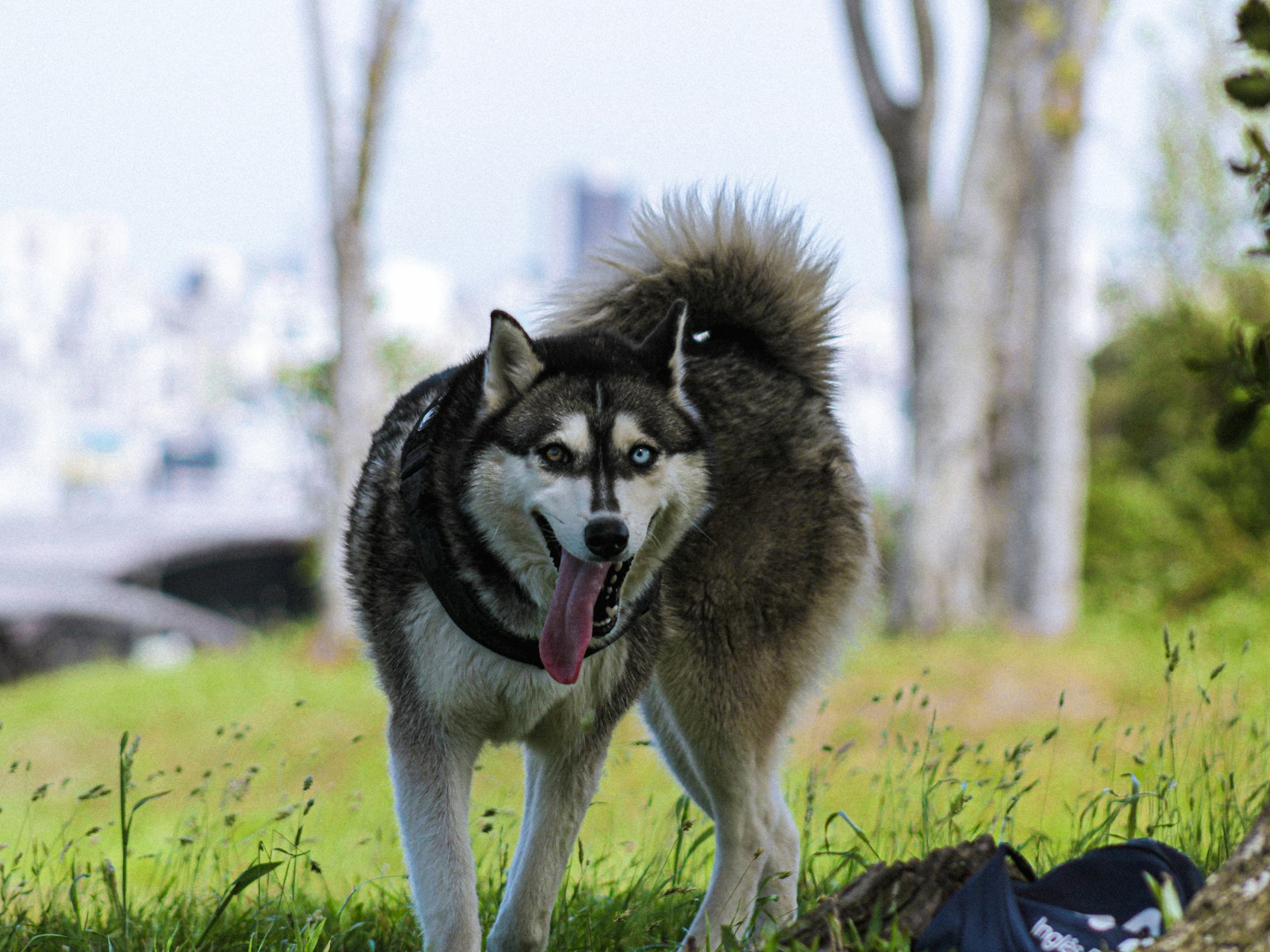 Living with a Siberian Husky in an Apartment