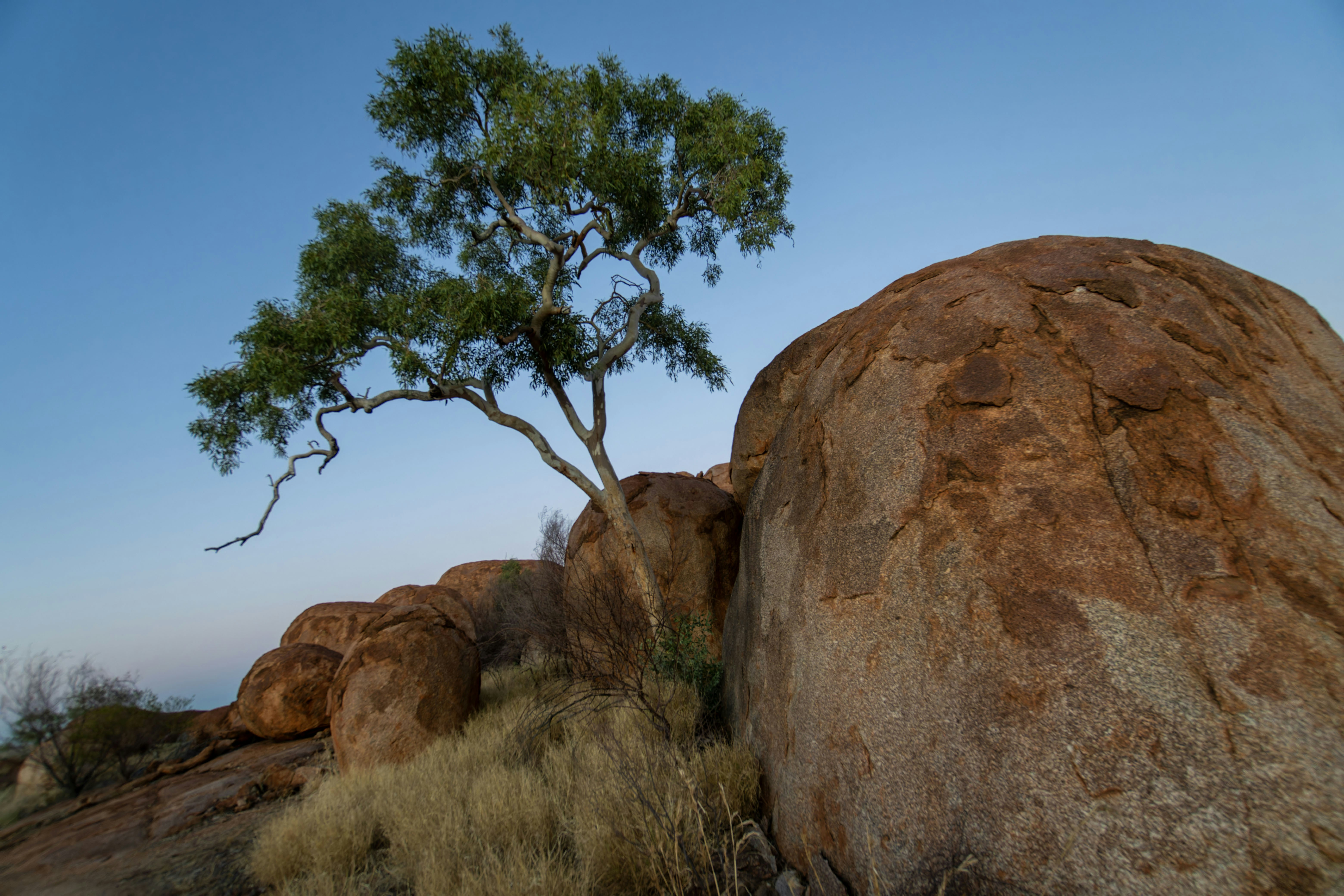 Tree growing on large granite boulders under blue sky