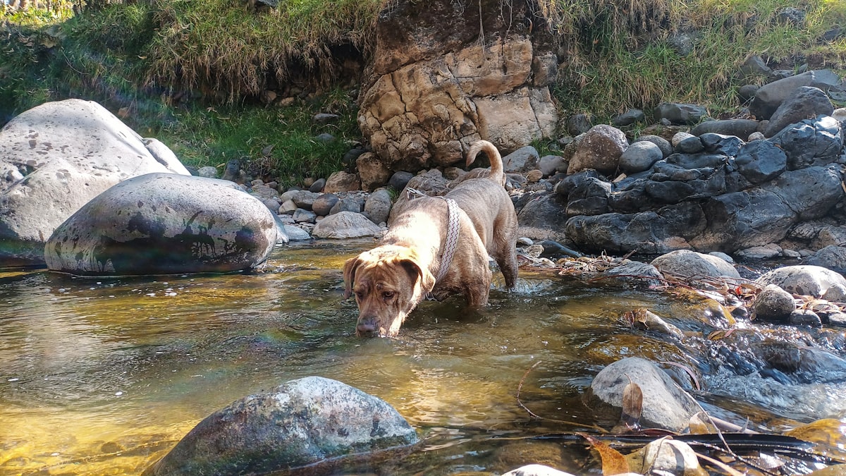 Dog drinking from a shallow stream with rocks around