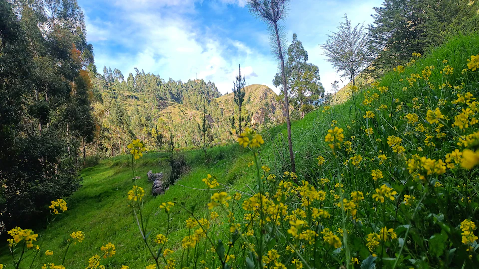 Serene landscape with lush green hillside dotted with vibrant yellow flowers and trees nearby