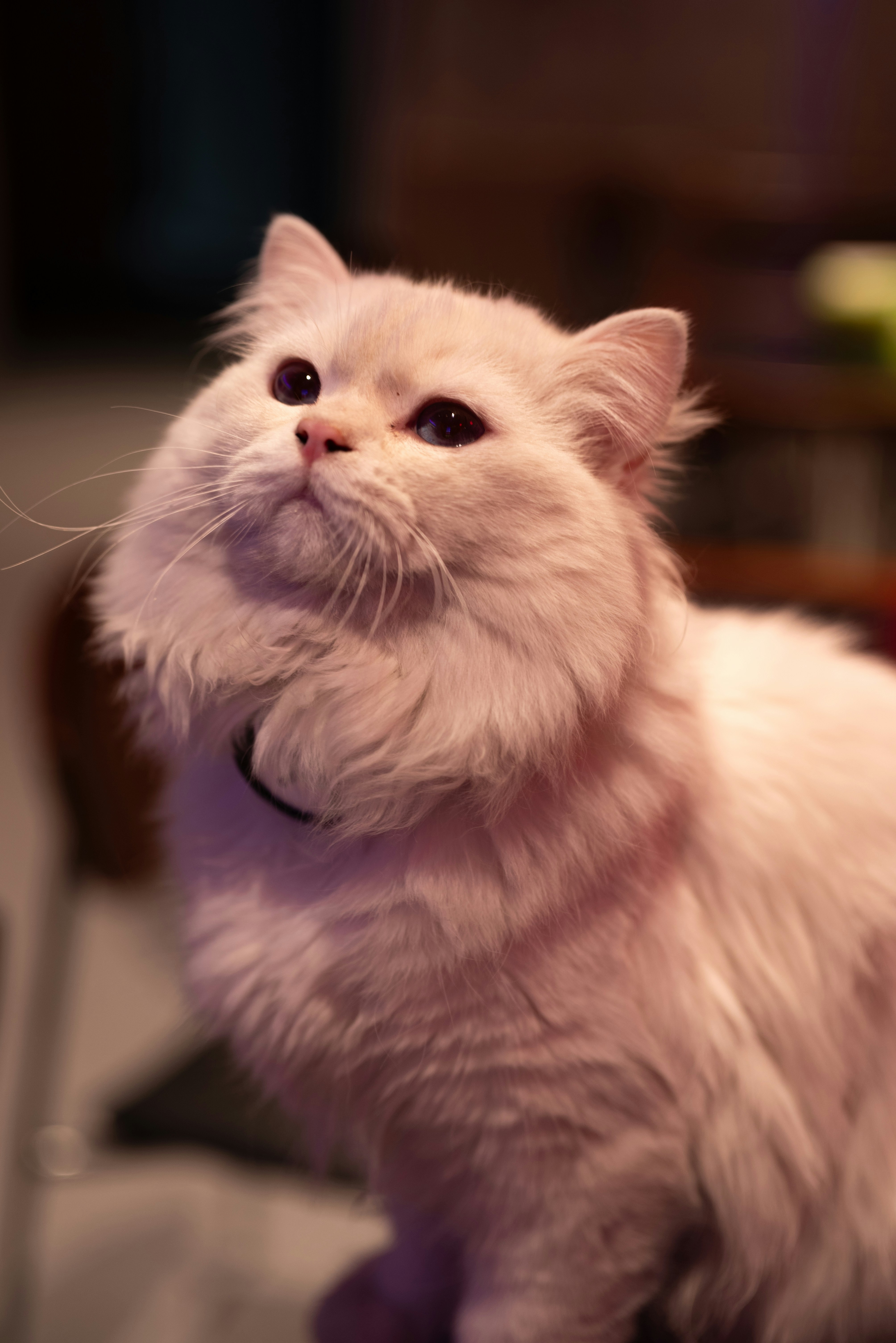 A fluffy cream cat looks upwards attentively.
