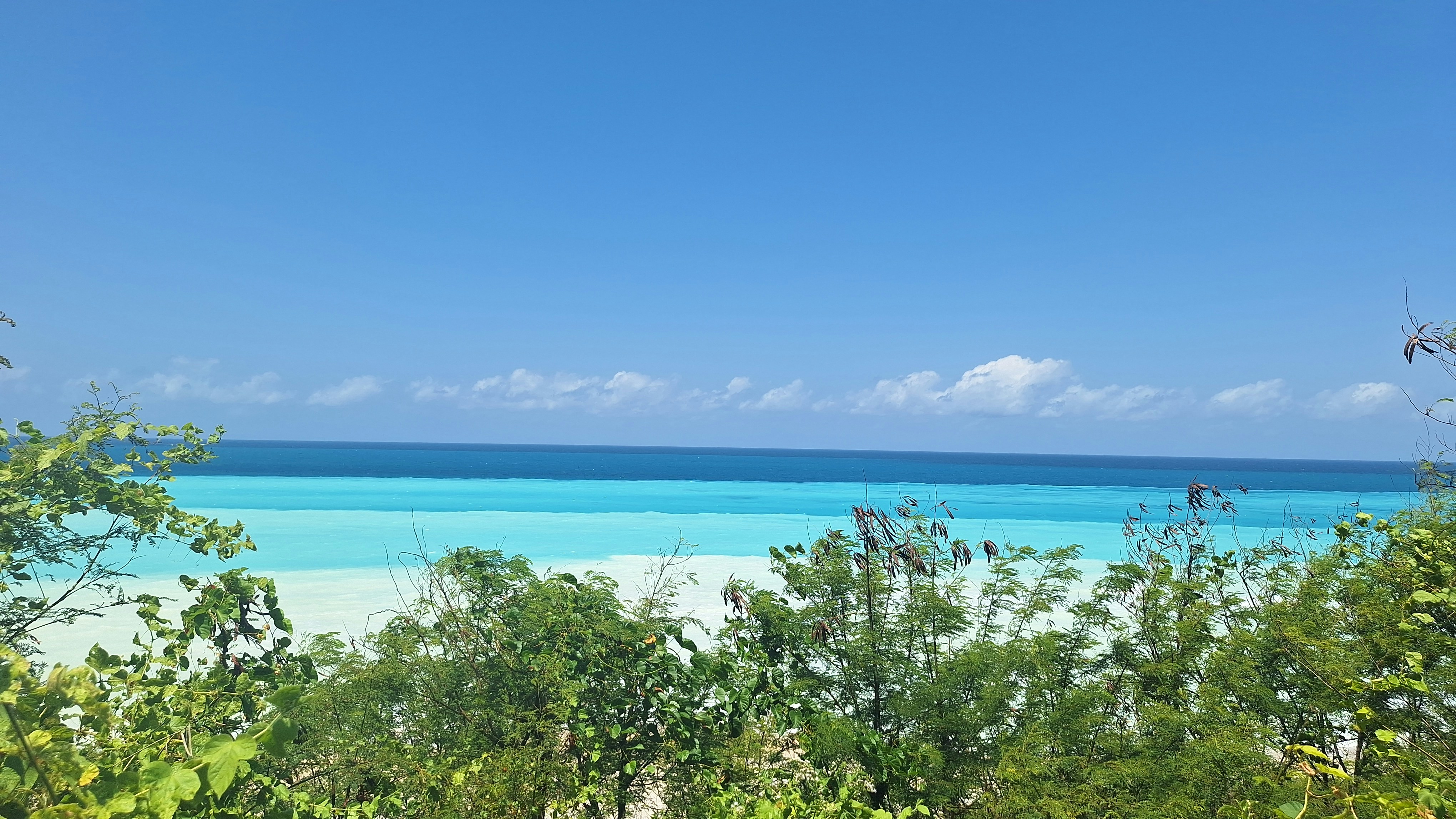 Turquoise ocean water seen through lush green foliage.