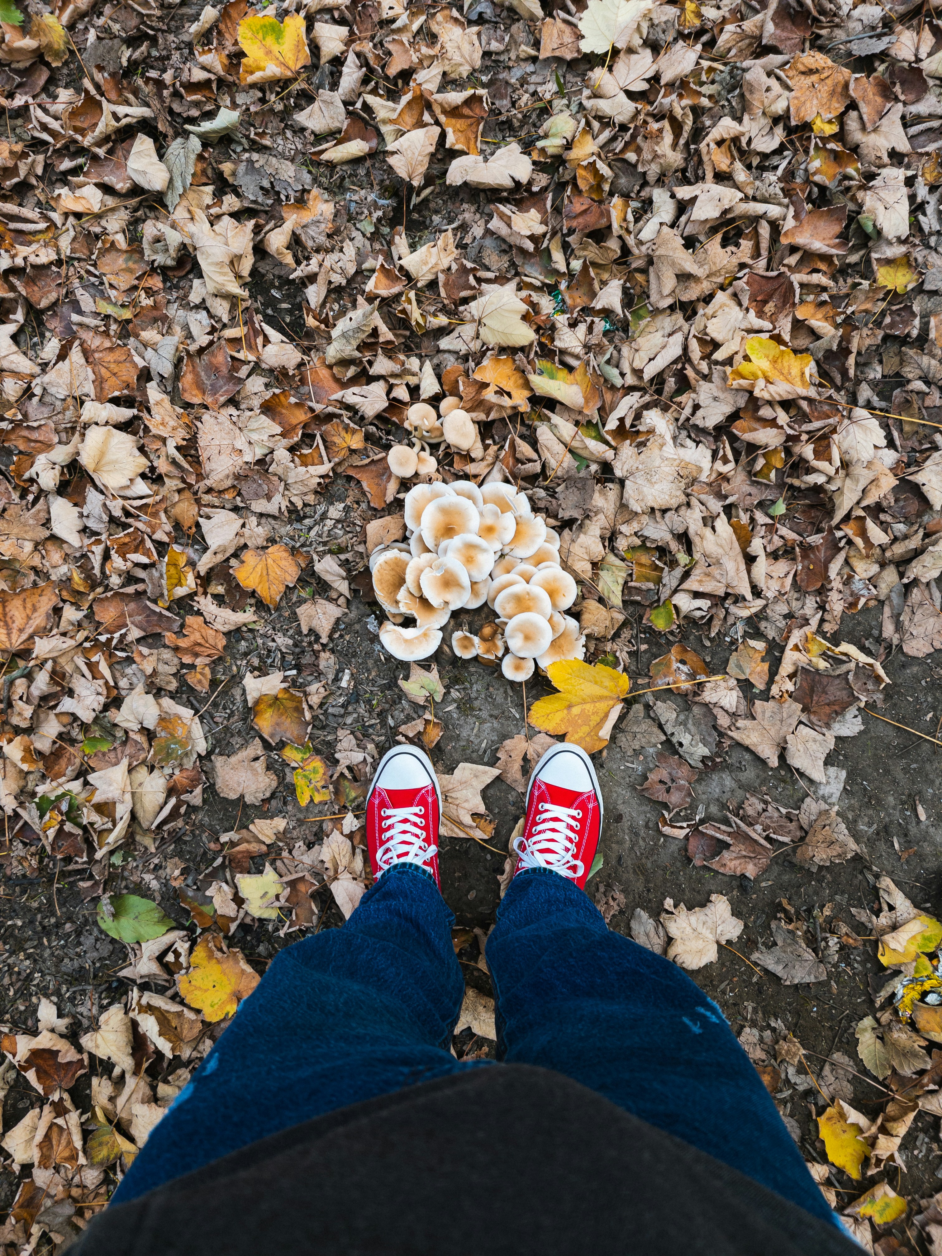 A cluster of mushrooms grows among fallen autumn leaves.