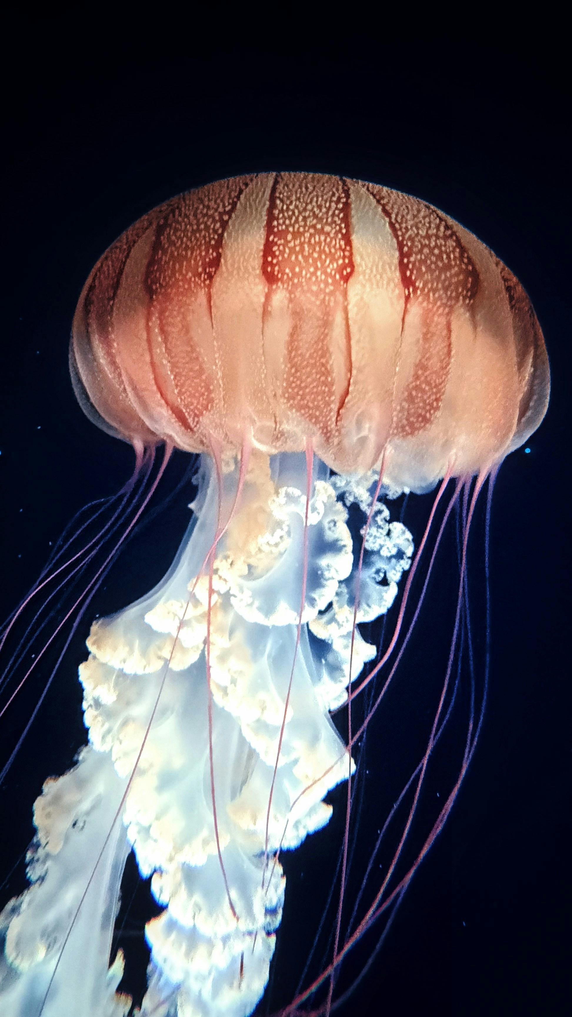 Una medusa luminosa con lunghi tentacoli va alla deriva nell'acqua scura.