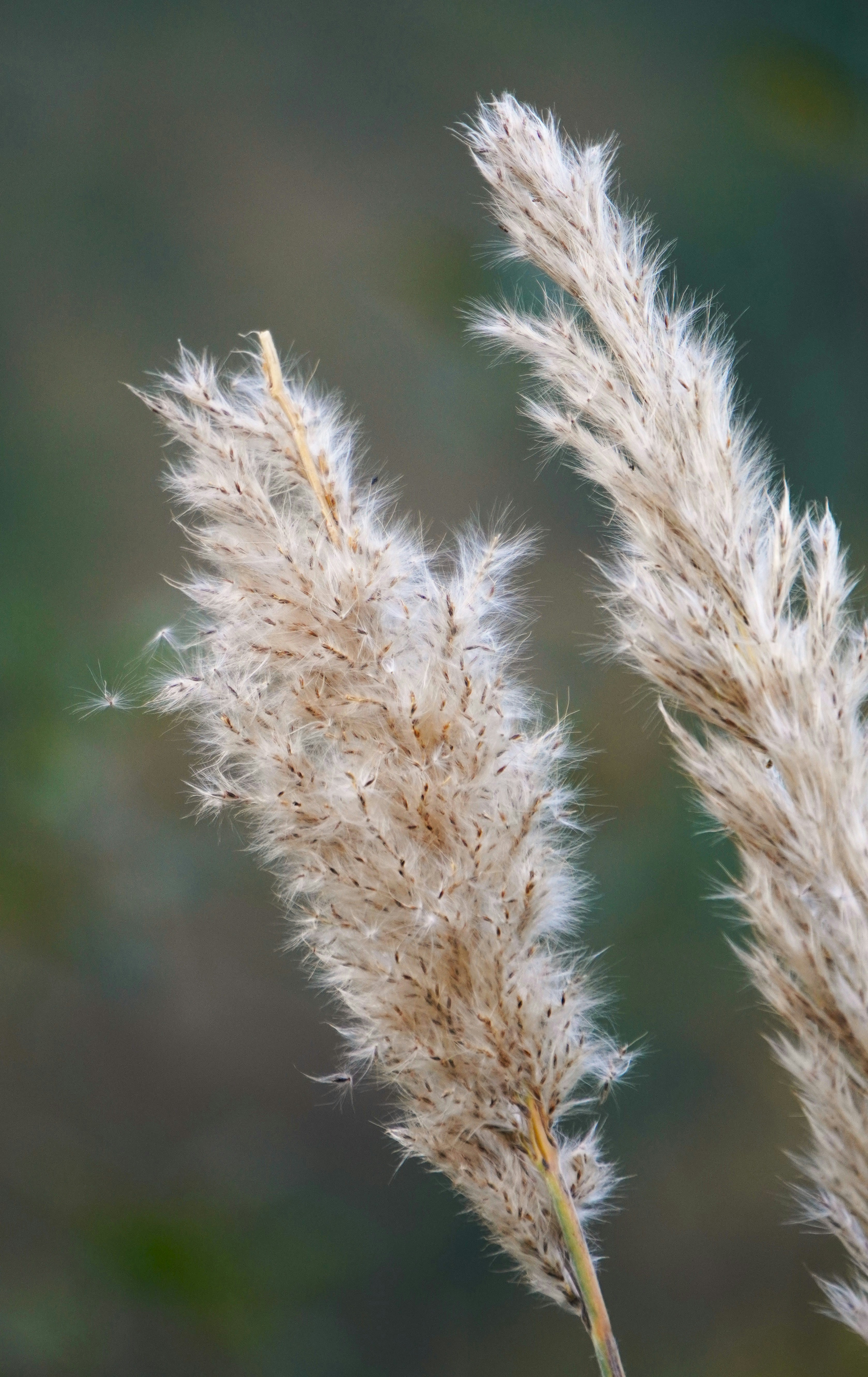 Photo by aditipanatu95