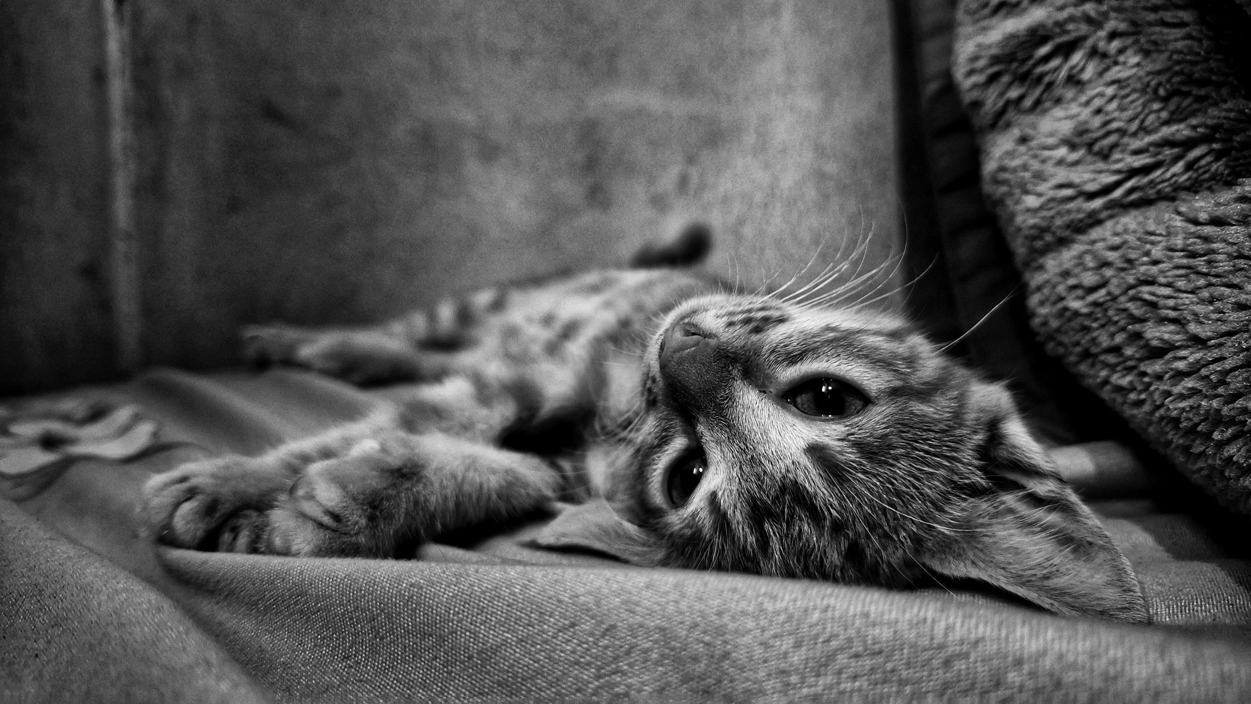 A tabby cat rests on its back on a blanket.