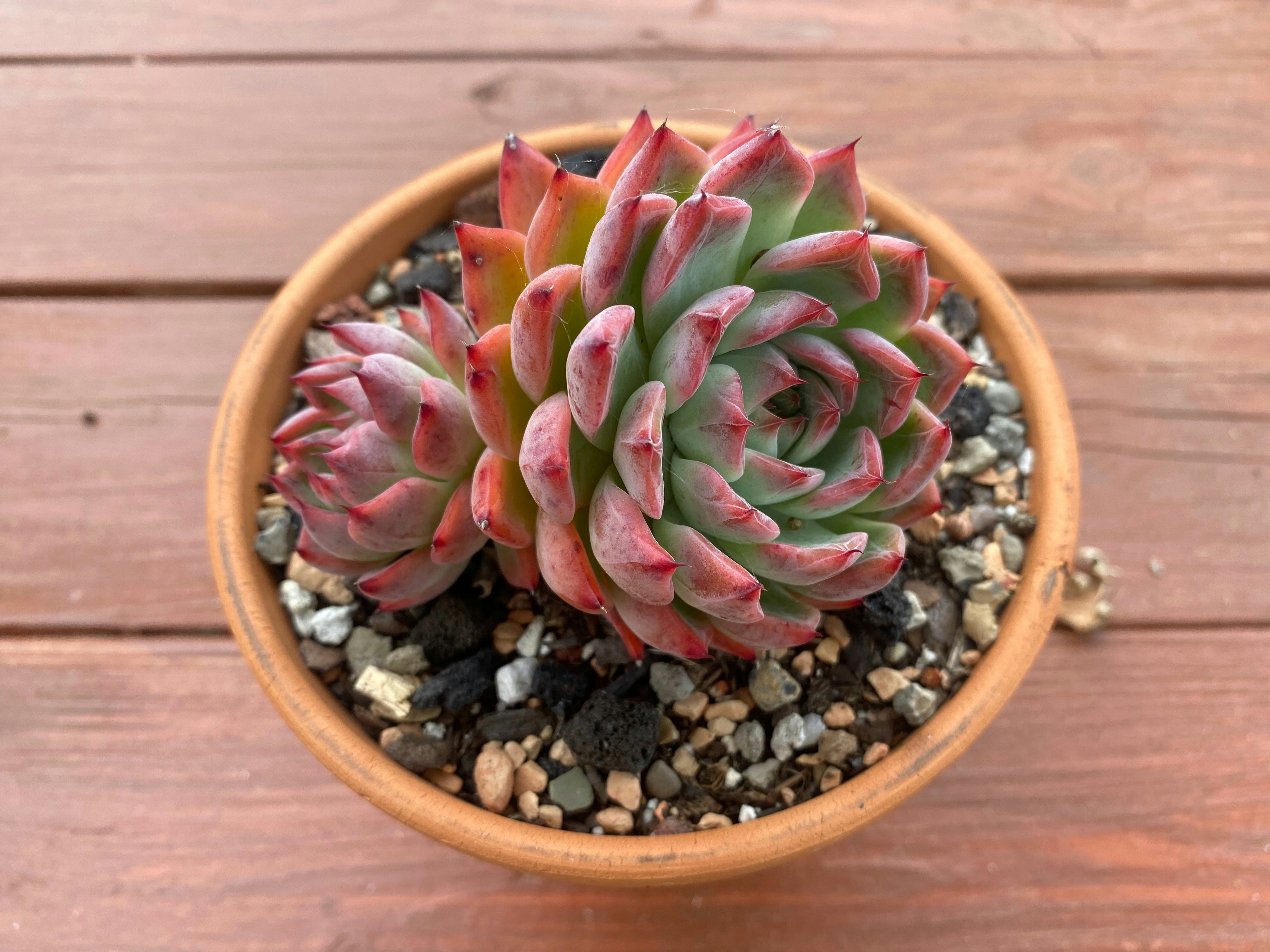 Outdoor plants display