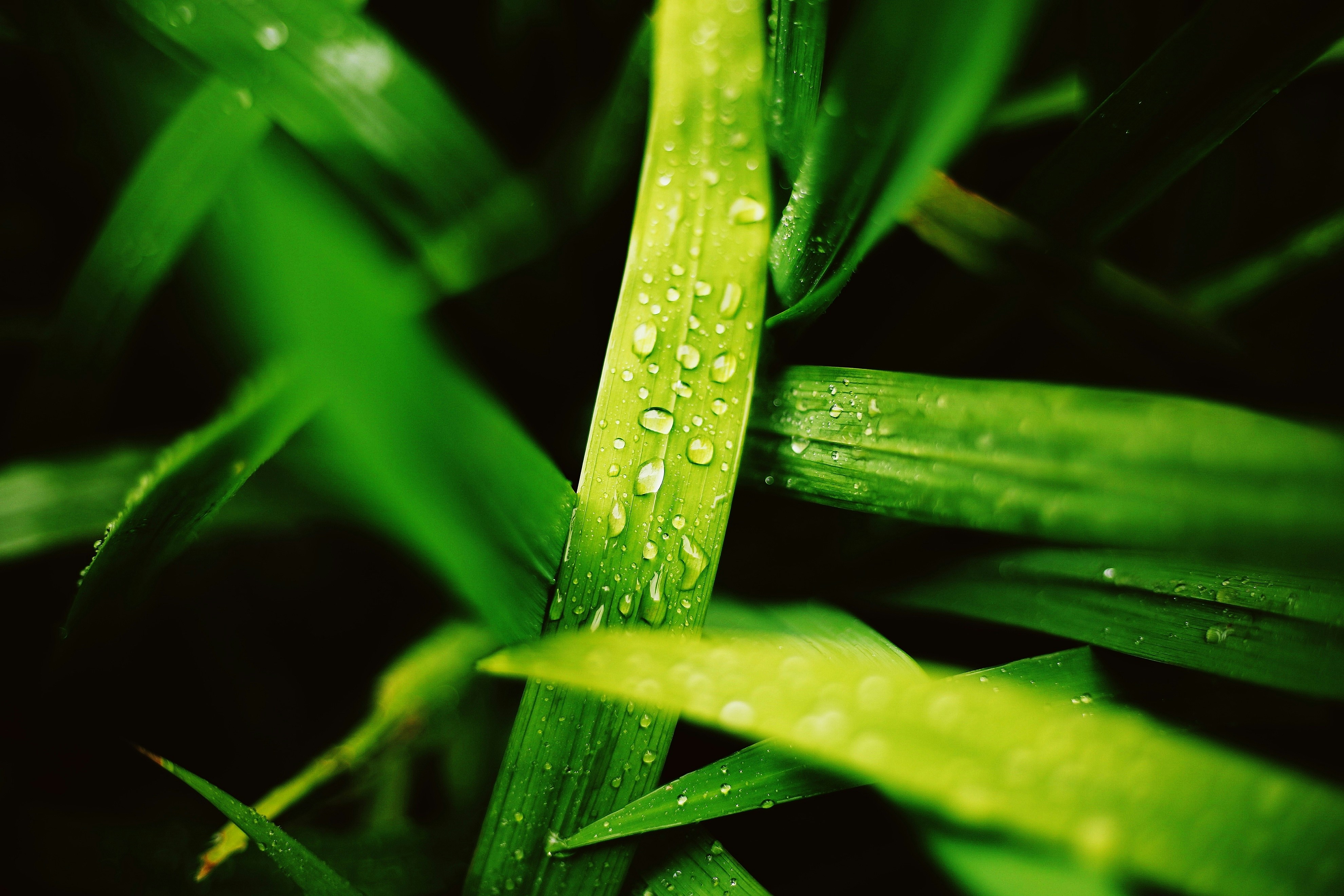 Photo by planeteelevene