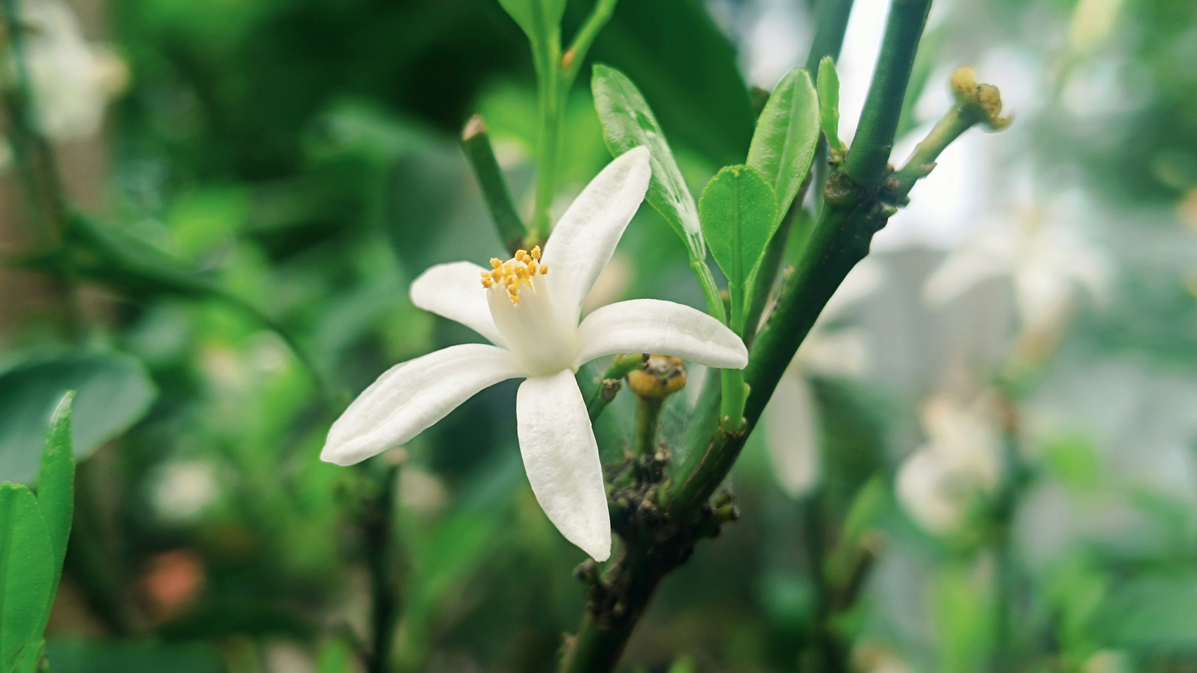 A delicate white citrus blossom on a branch.