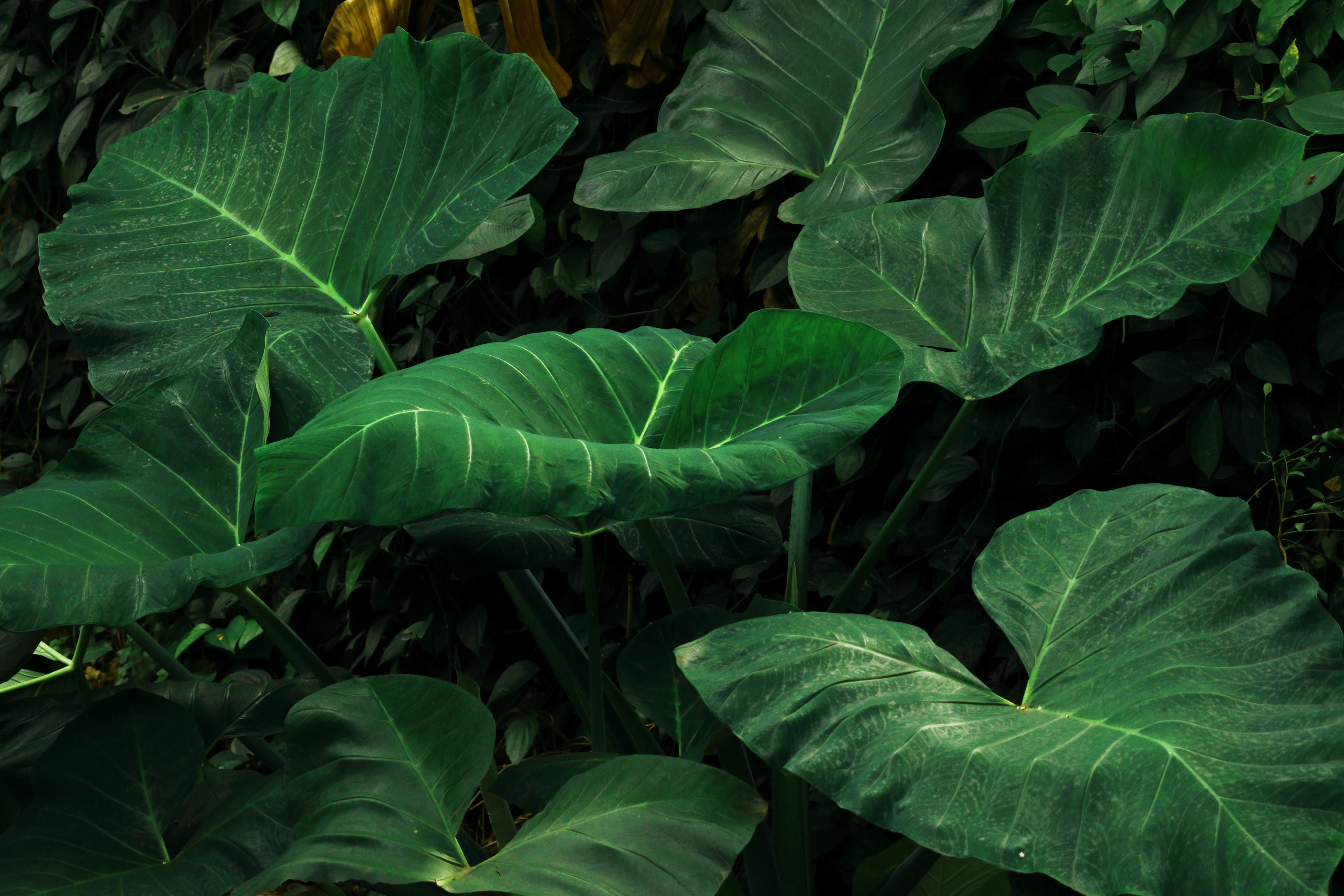 Photo by traveling_feathers