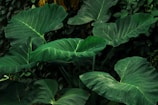 Large green elephant ear plant leaves in lush foliage.