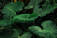 Large green elephant ear plant leaves in lush foliage.