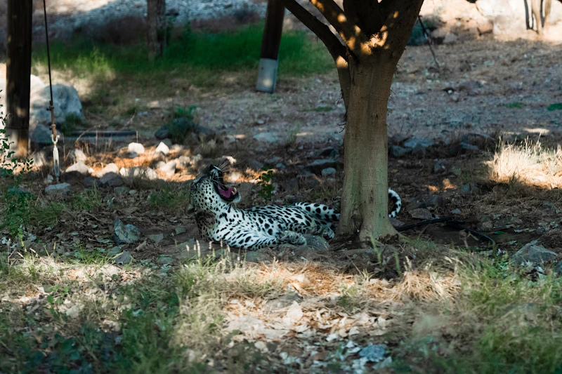 A leopard lies on the ground, yawning widely.
