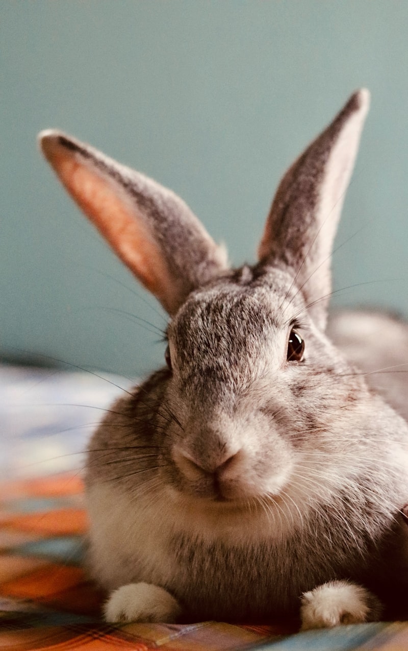 Fluffy grey rabbit resting indoors