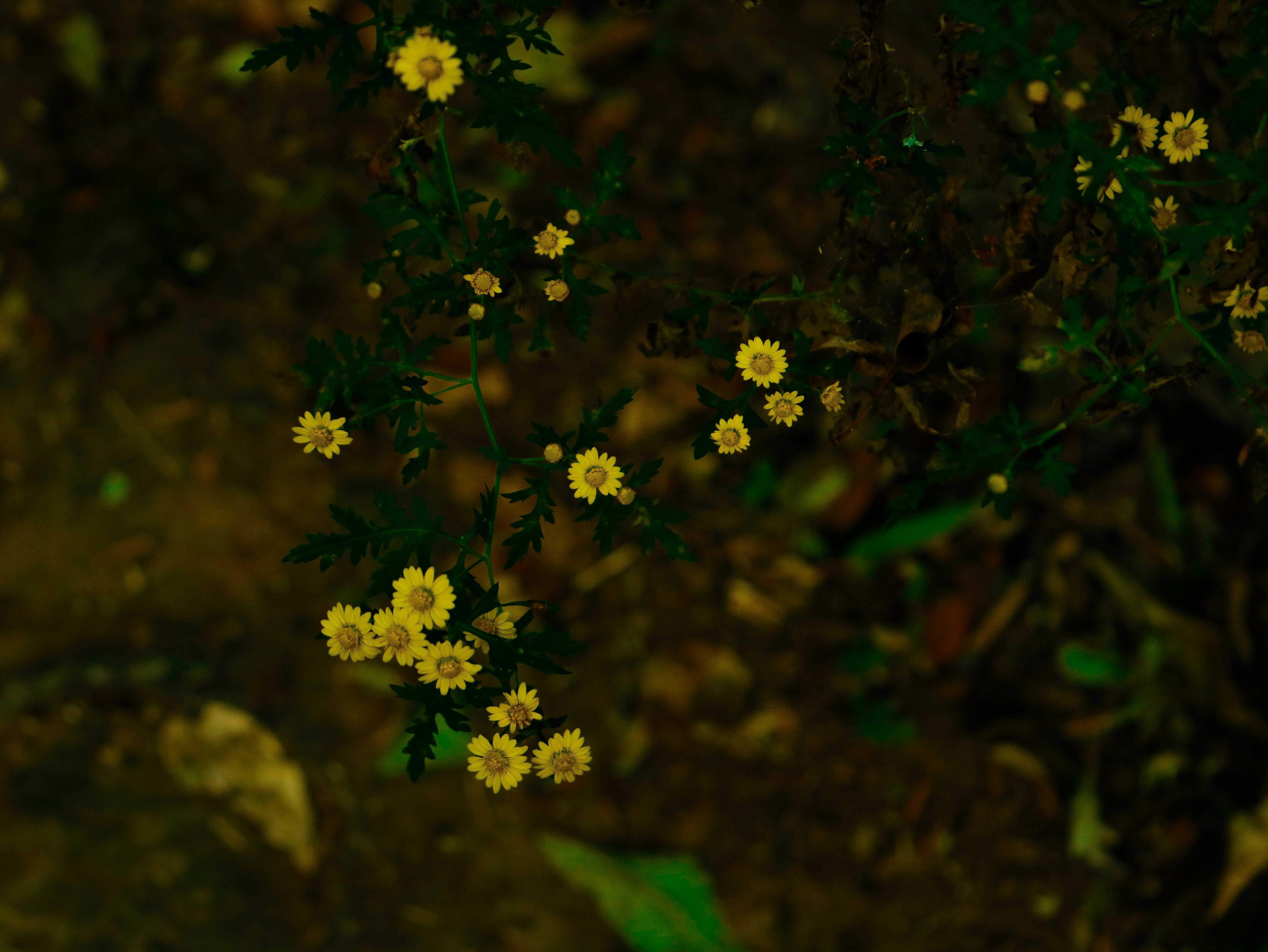 Small yellow flowers on a dark background.