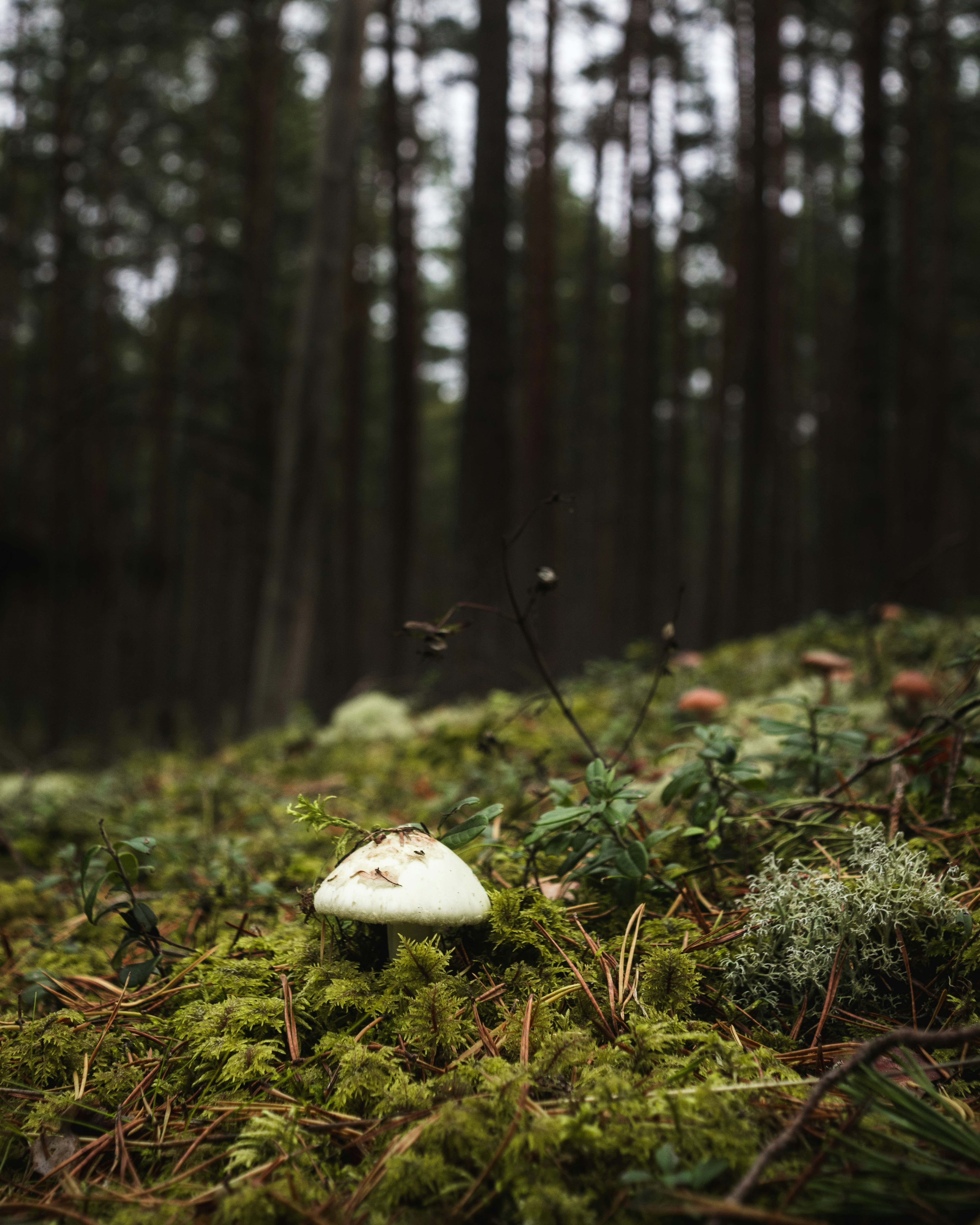 Un singolo fungo bianco cresce in una foresta muschiosa.