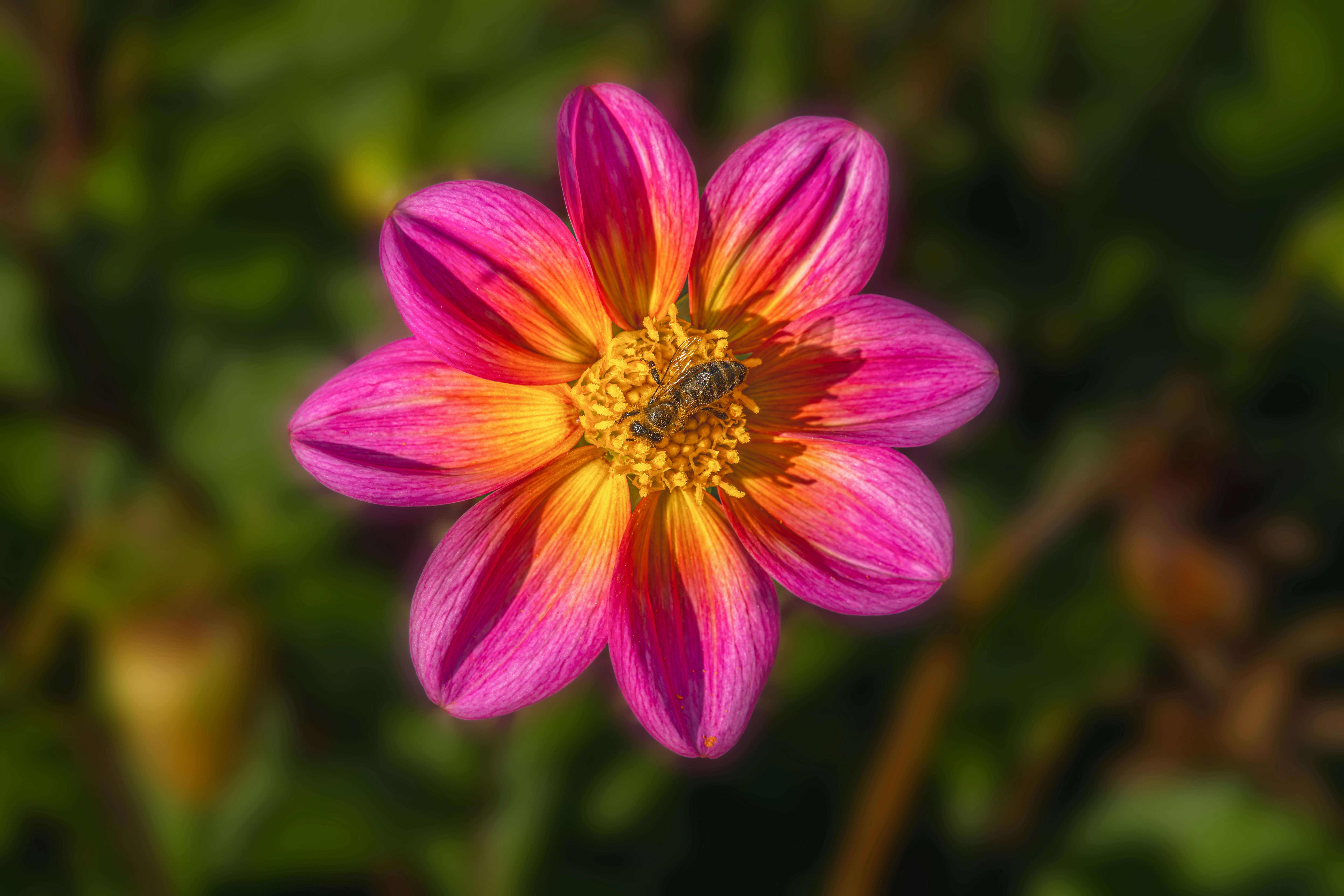 Photo by siegfriedpoepperl