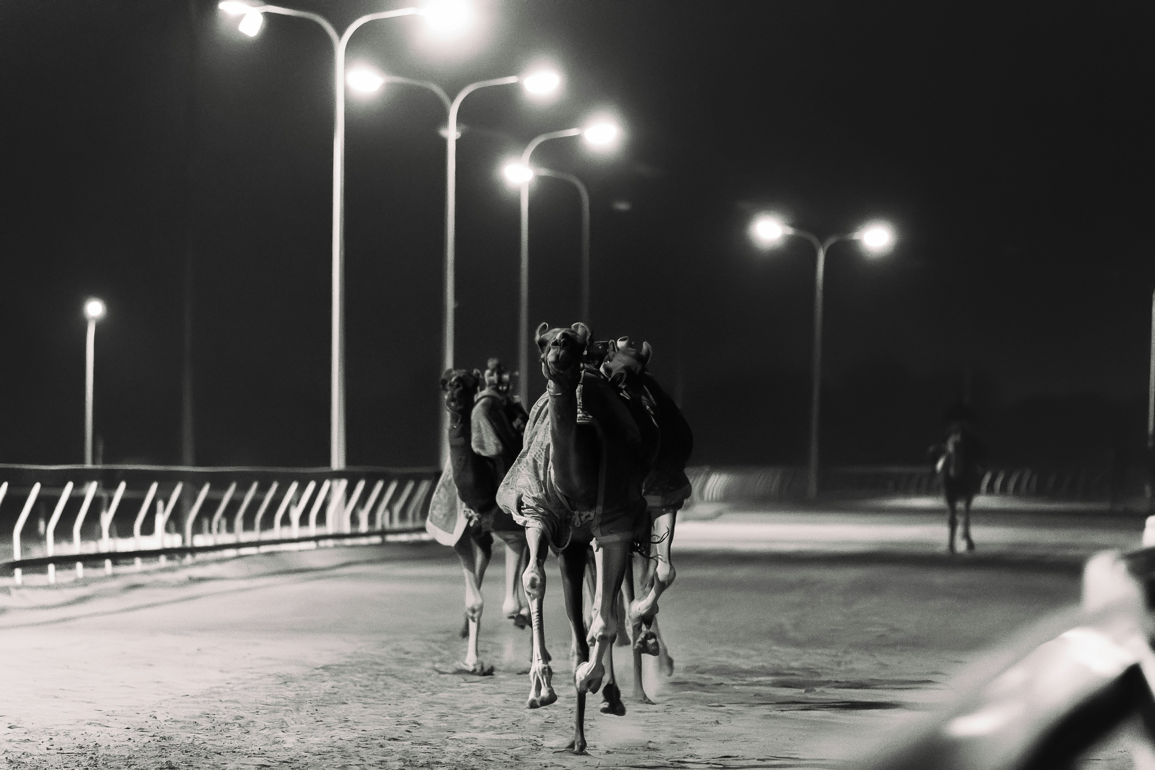Camels walking on a road at night