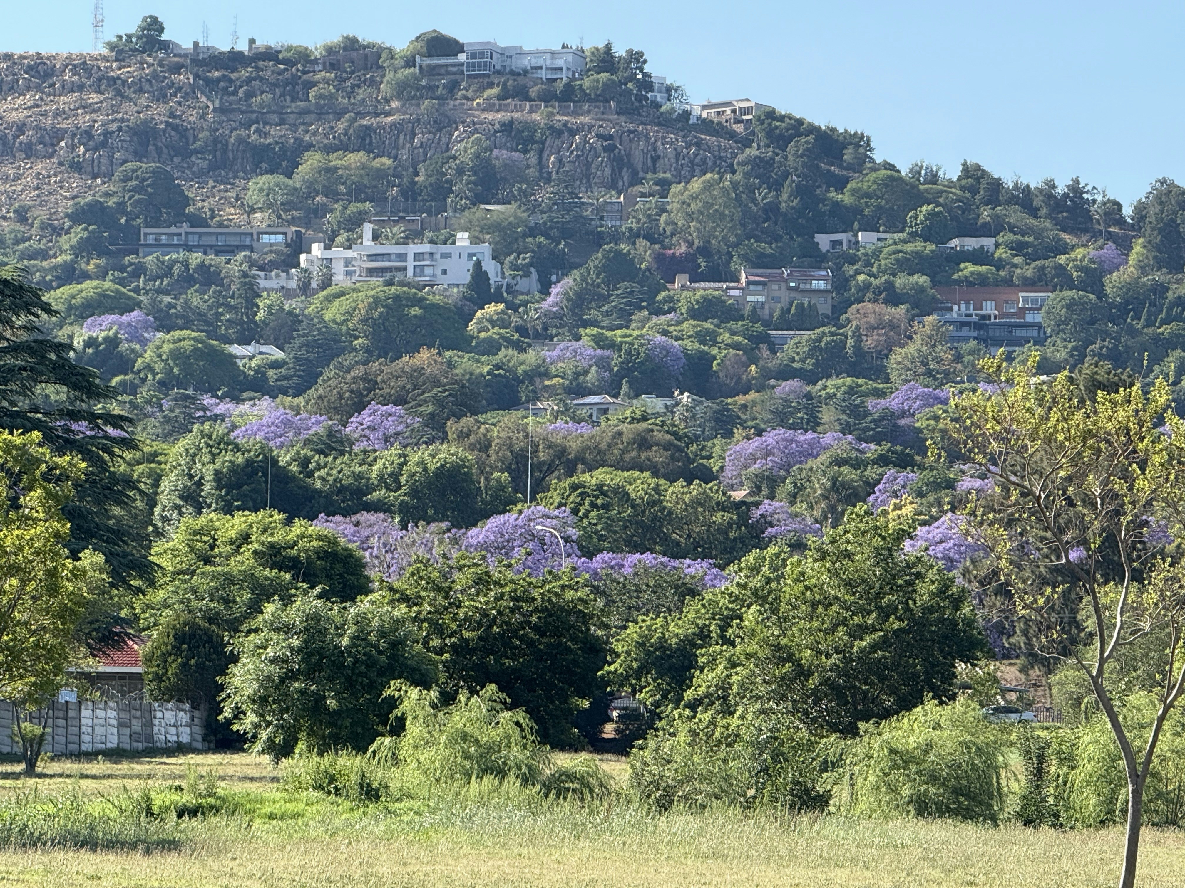 Hollywood Hills with jacaranda trees