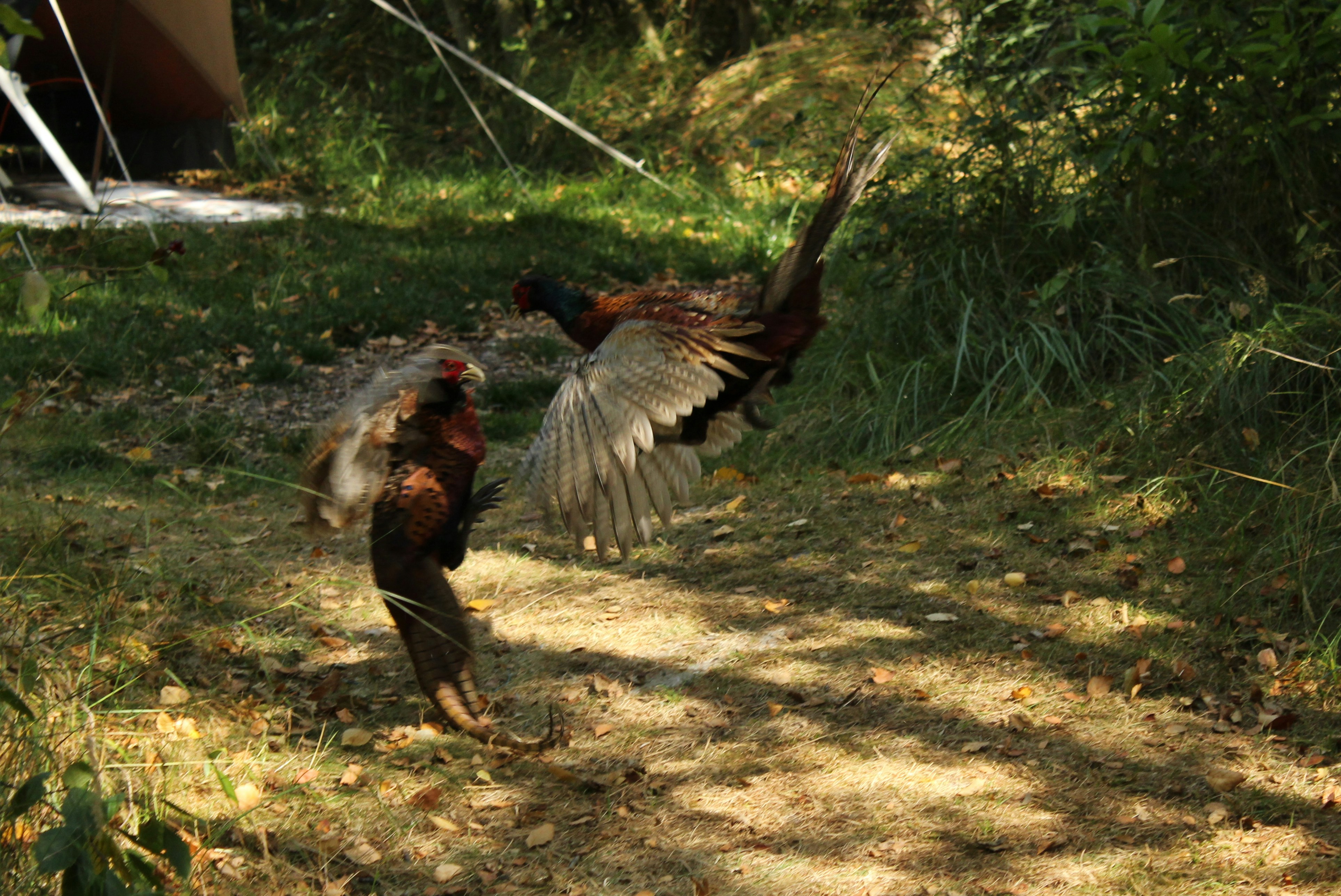 Two pheasants fighting in a grassy area (Photo by Asse Slotendijk on Unsplash)