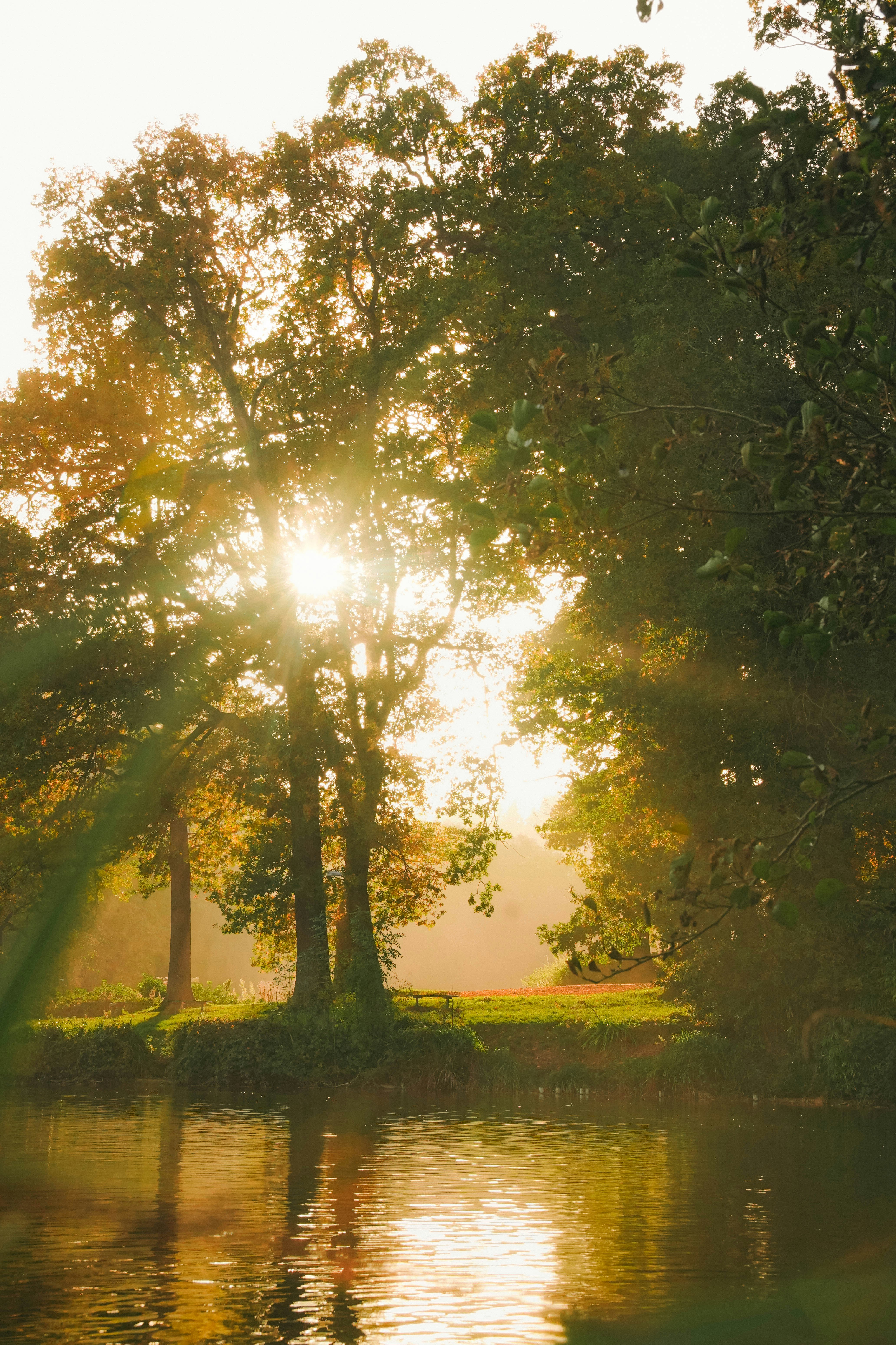 Sunlight streams through trees by a calm lake.