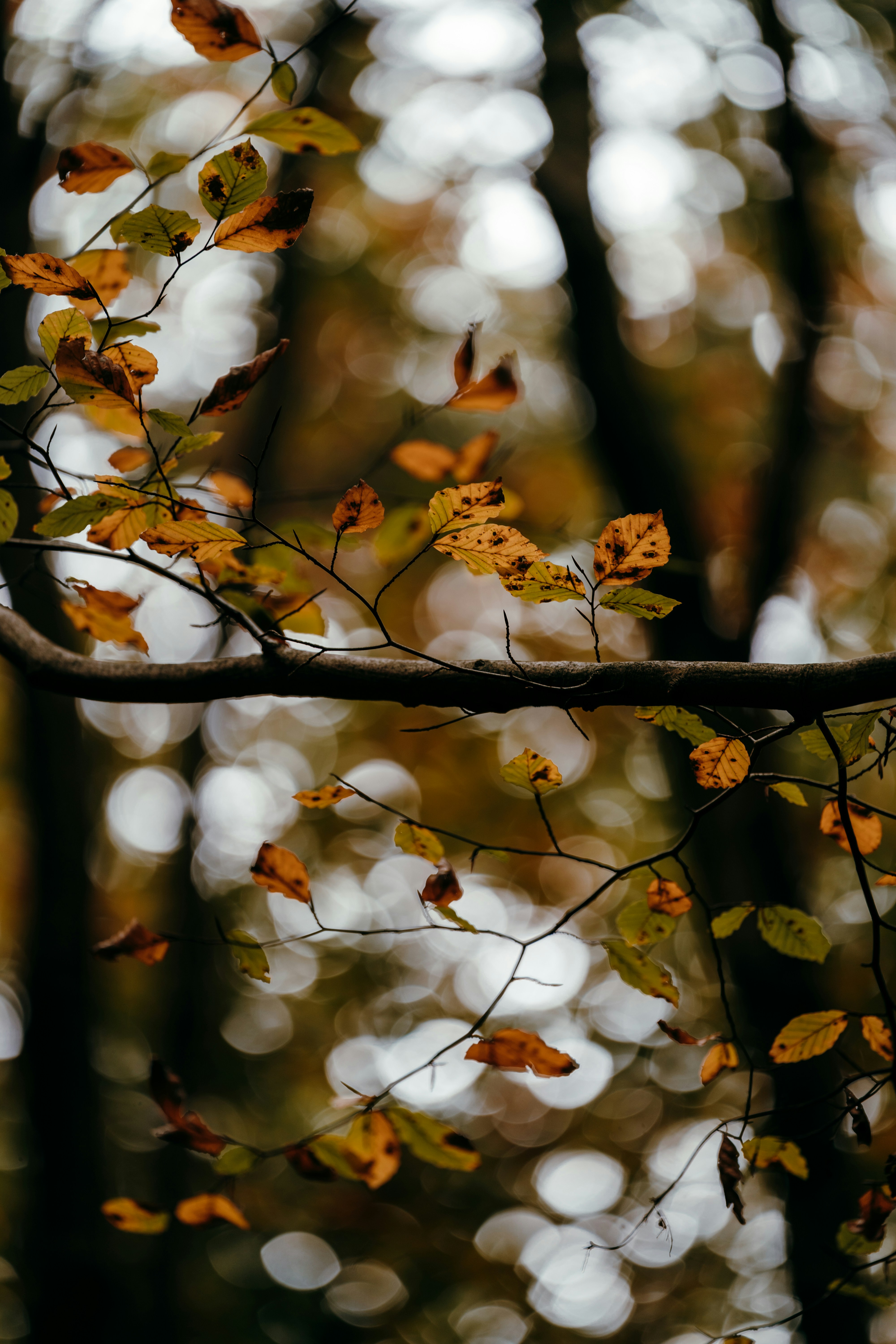 Feuilles d'automne sur une branche d'arbre avec fond bokeh photo – Image  gratuite de Forêt sur Unsplash, image size:3000x4500
